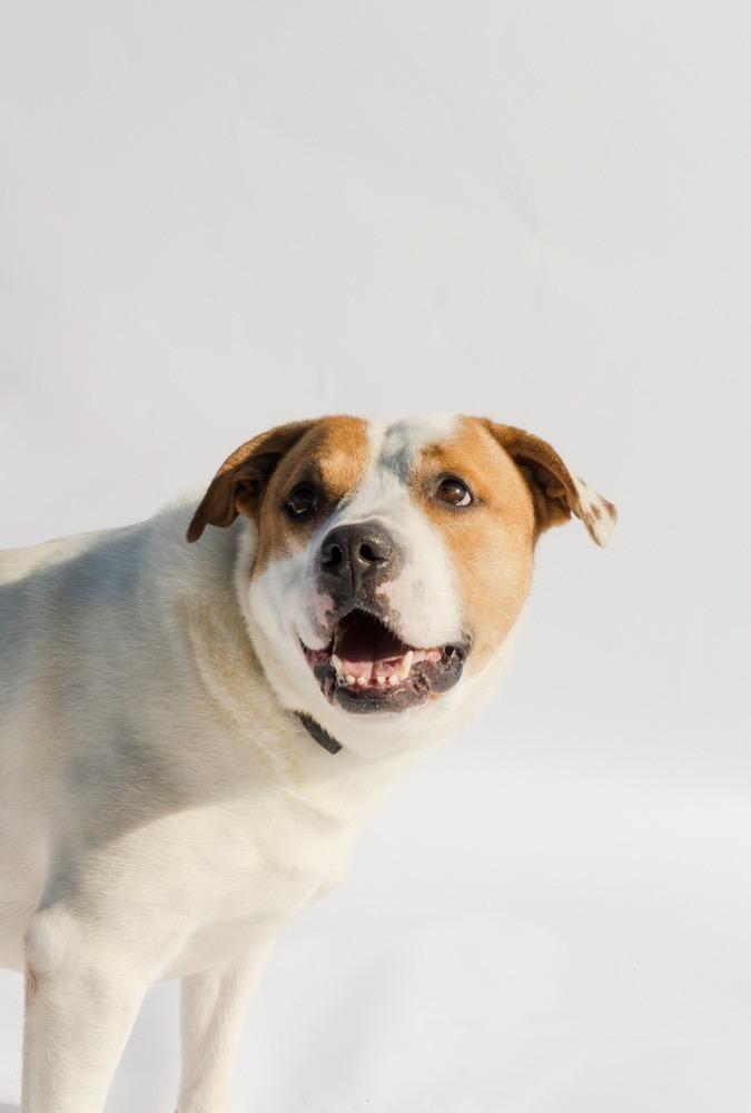 COMPASS, Adoptable, Adult Male American Bulldog & Hound.