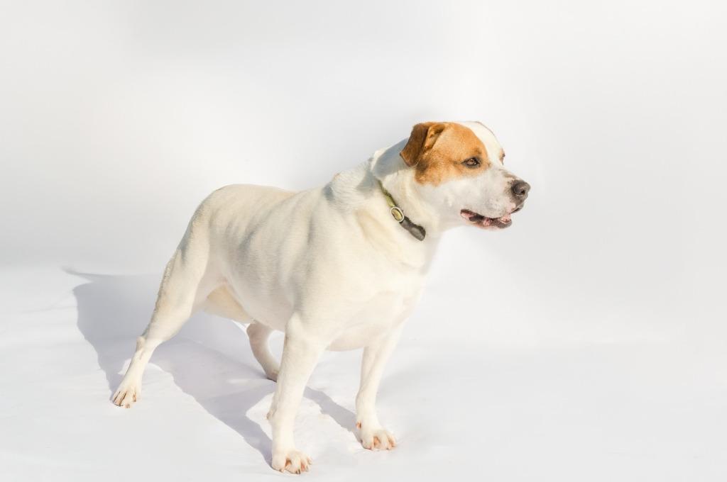 COMPASS, a Adoptable mixed breed in Marianna, FL image 2/3
