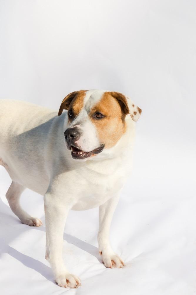 COMPASS, a Adoptable mixed breed in Marianna, FL image 3/3