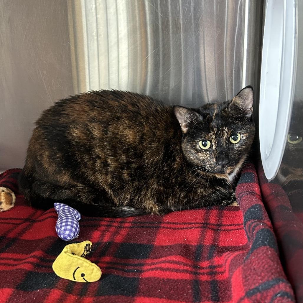 Enlarge Bonnie, a Adoptable Domestic Short Hair in Knoxville, TN image 1/1