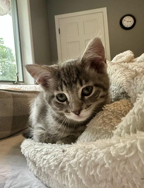 Enlarge Grace, an adopted Domestic Short Hair in Blaine, MN image 5/6