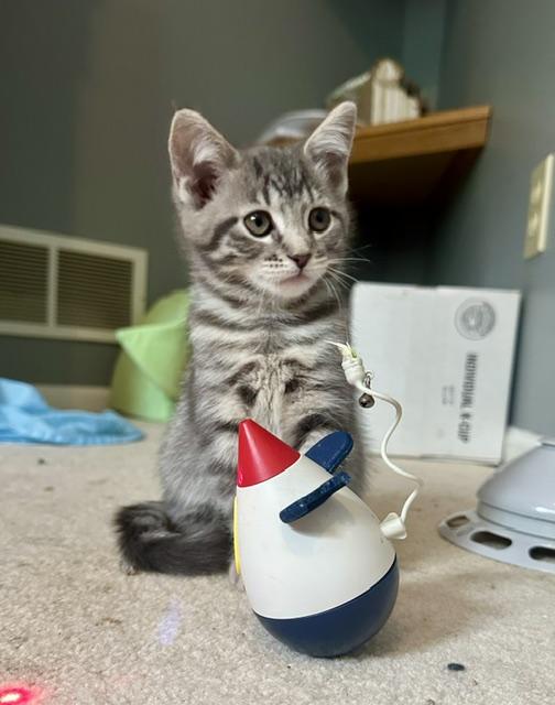Enlarge Grace, an adopted Domestic Short Hair in Blaine, MN image 6/6