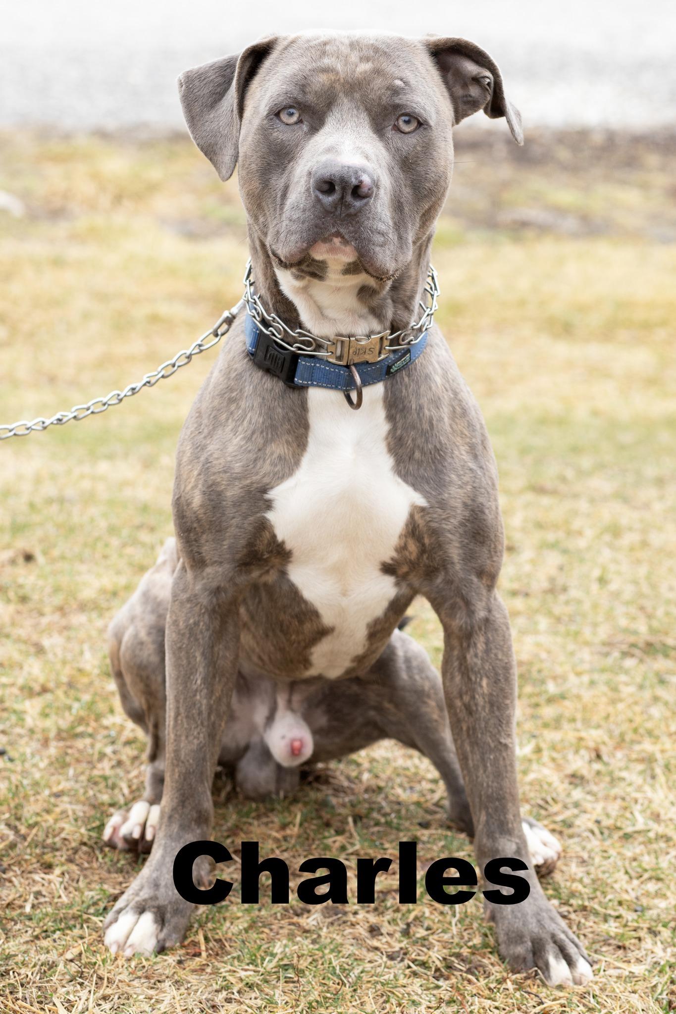 Charles, ADOPTABLE, Adult Male Mixed Breed.