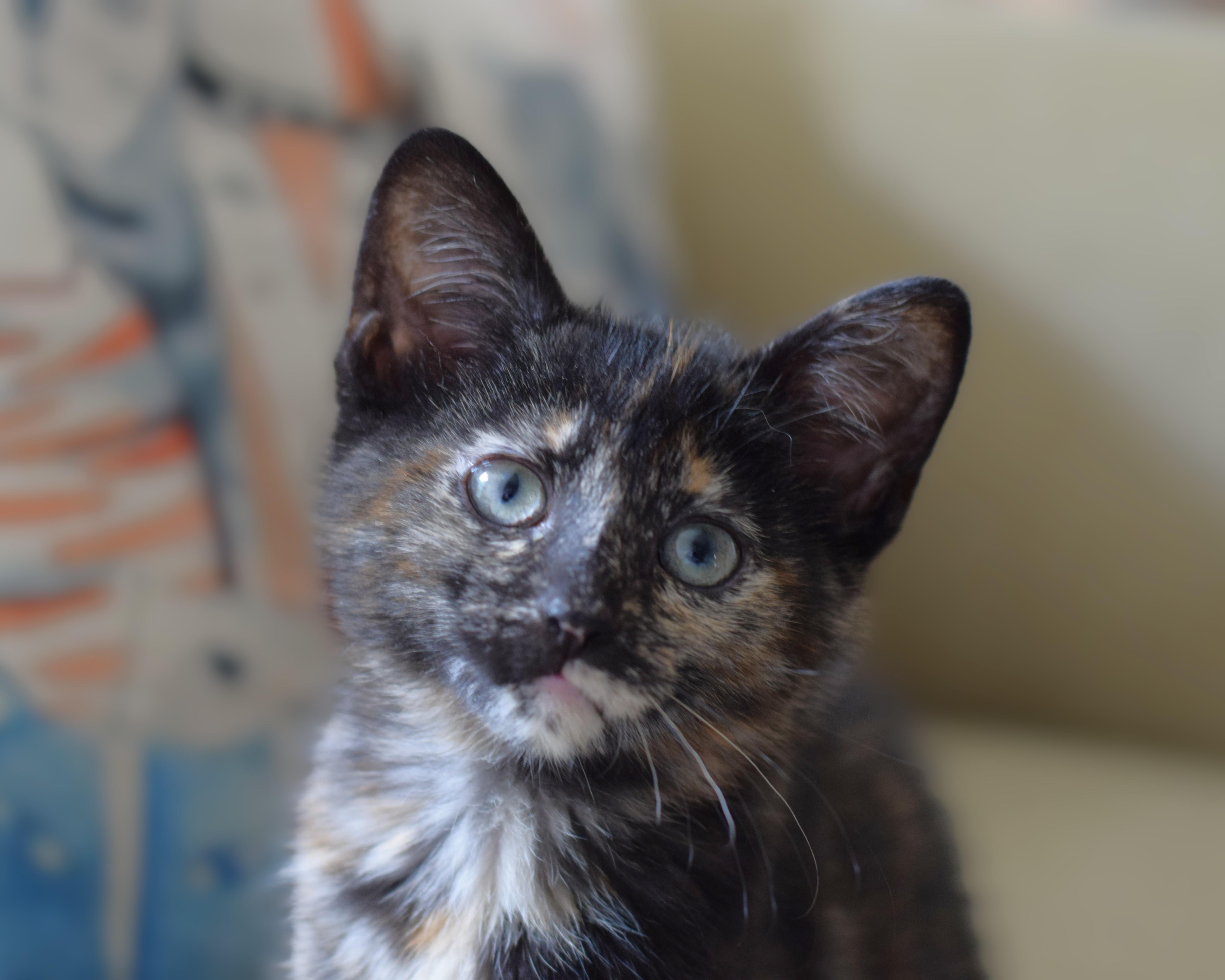 Penny, an adoptable Tortoiseshell in Mt Pleasant, SC image 2/6