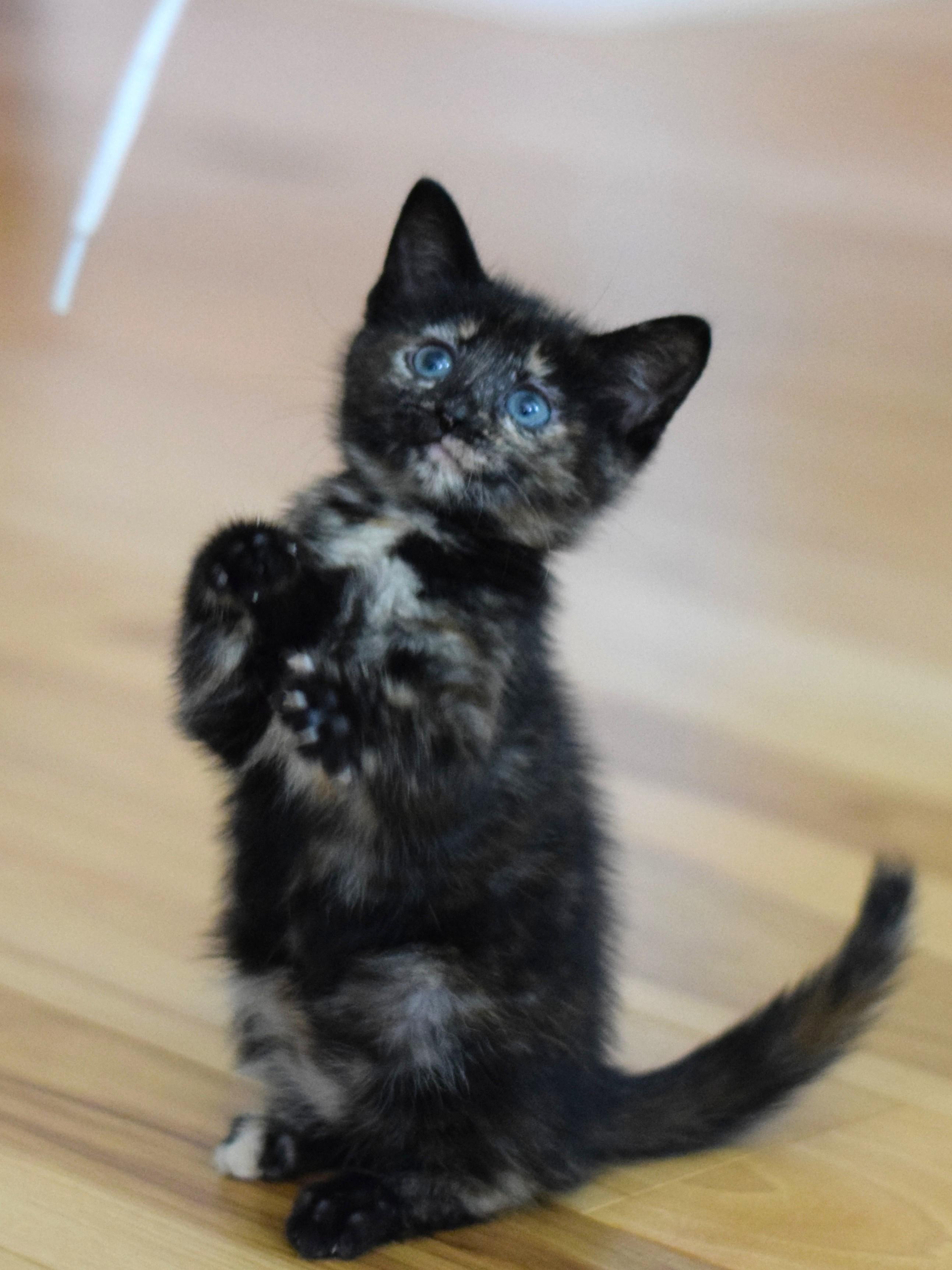 Enlarge Penny, a Adoptable Tortoiseshell in Mt Pleasant, SC image 1/6