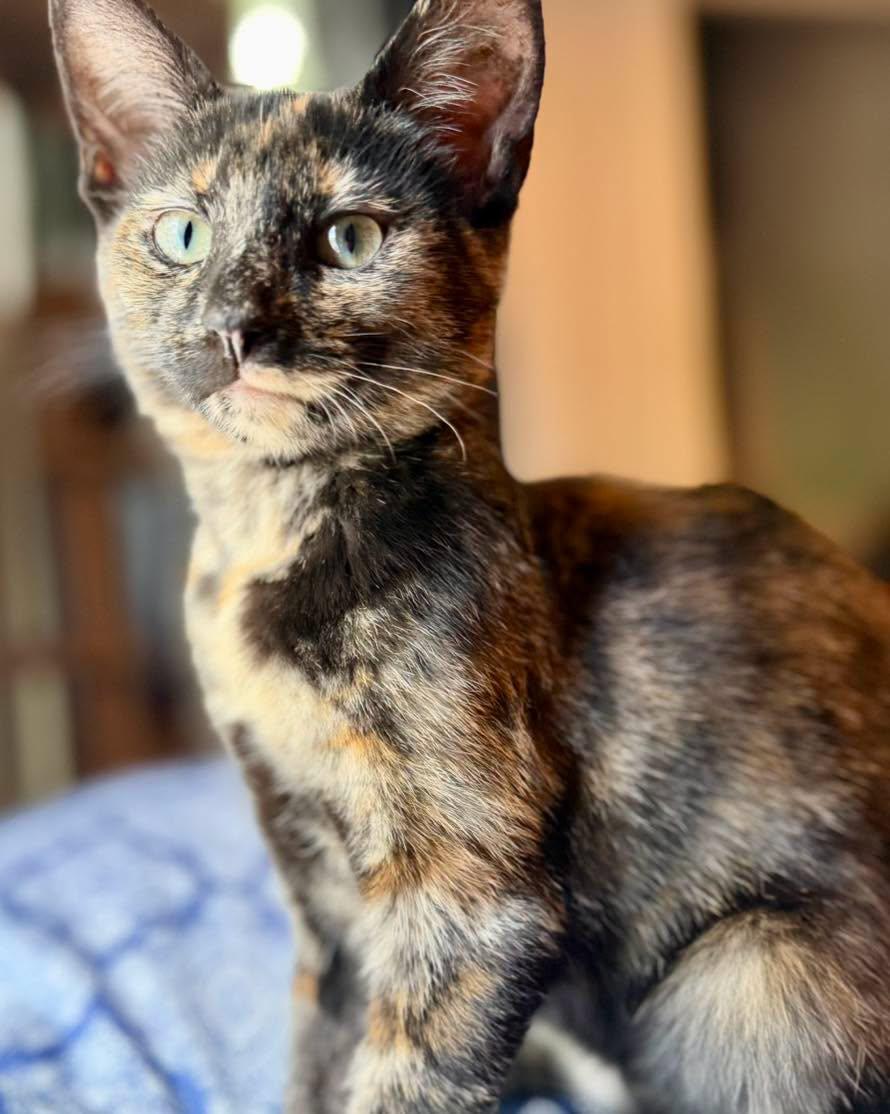 Enlarge Penny, an adoptable Tortoiseshell in Mt Pleasant, SC image 2/6
