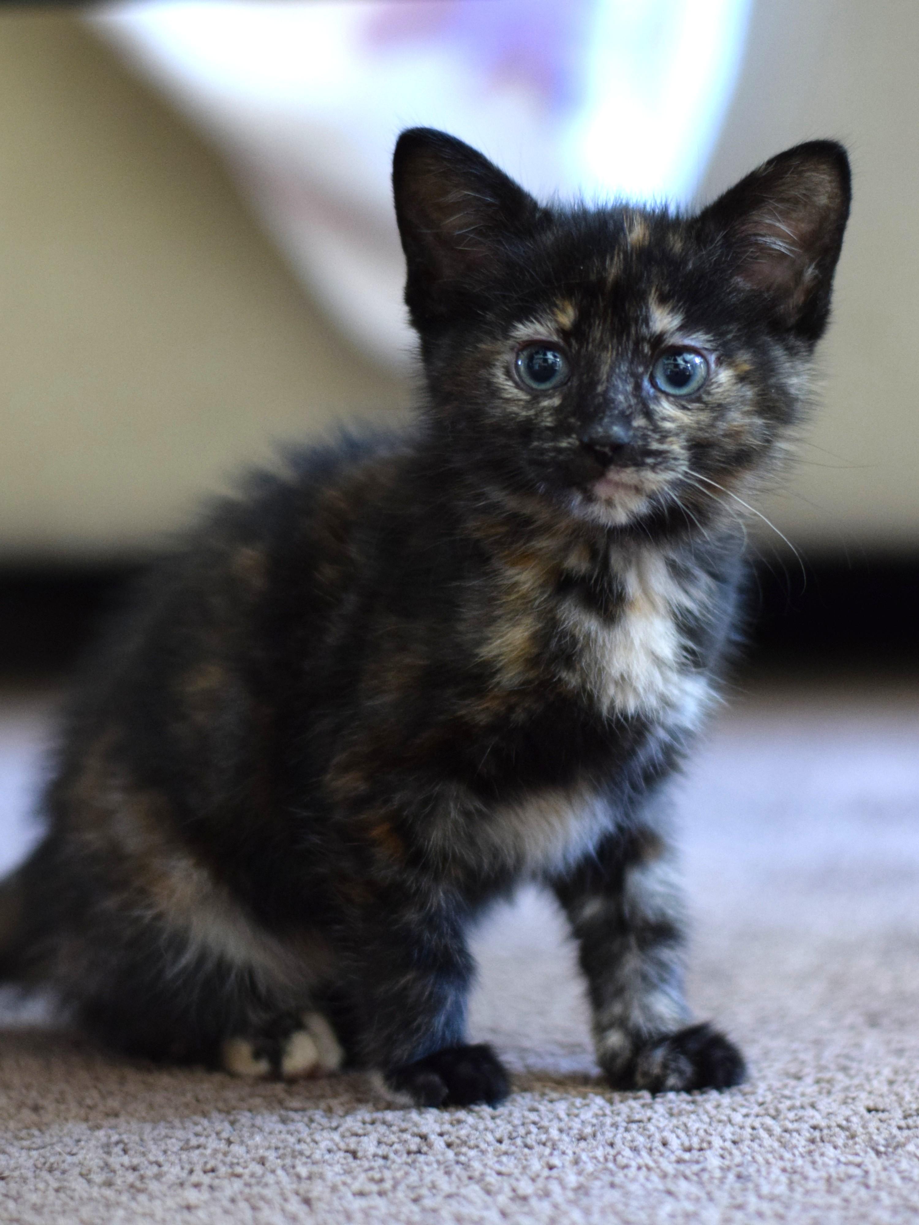 Enlarge Penny, a Adoptable Tortoiseshell in Mt Pleasant, SC image 2/6
