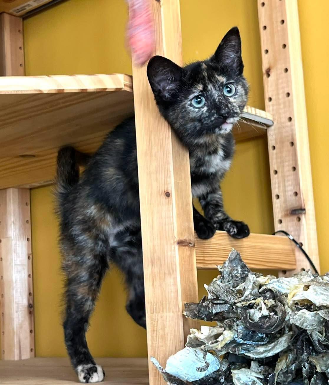 Enlarge Penny, an adoptable Tortoiseshell in Mt Pleasant, SC image 2/6
