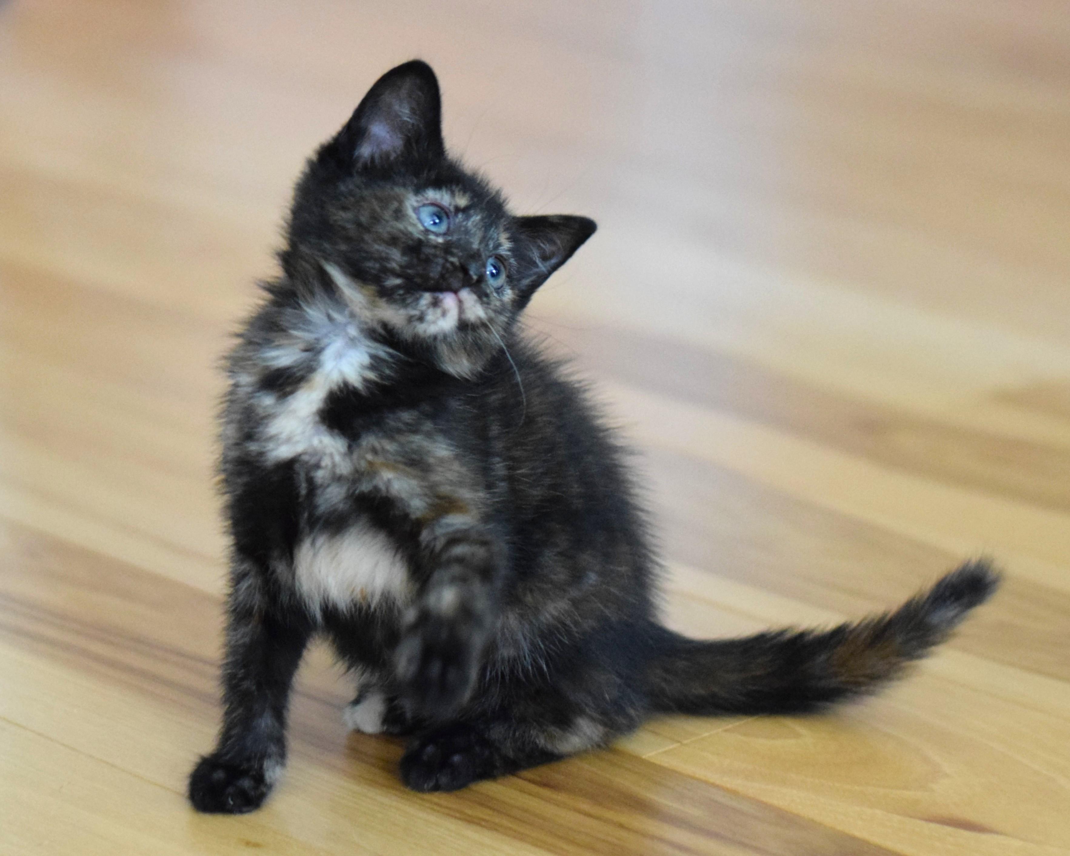 Enlarge Penny, a Adoptable Tortoiseshell in Mt Pleasant, SC image 5/6