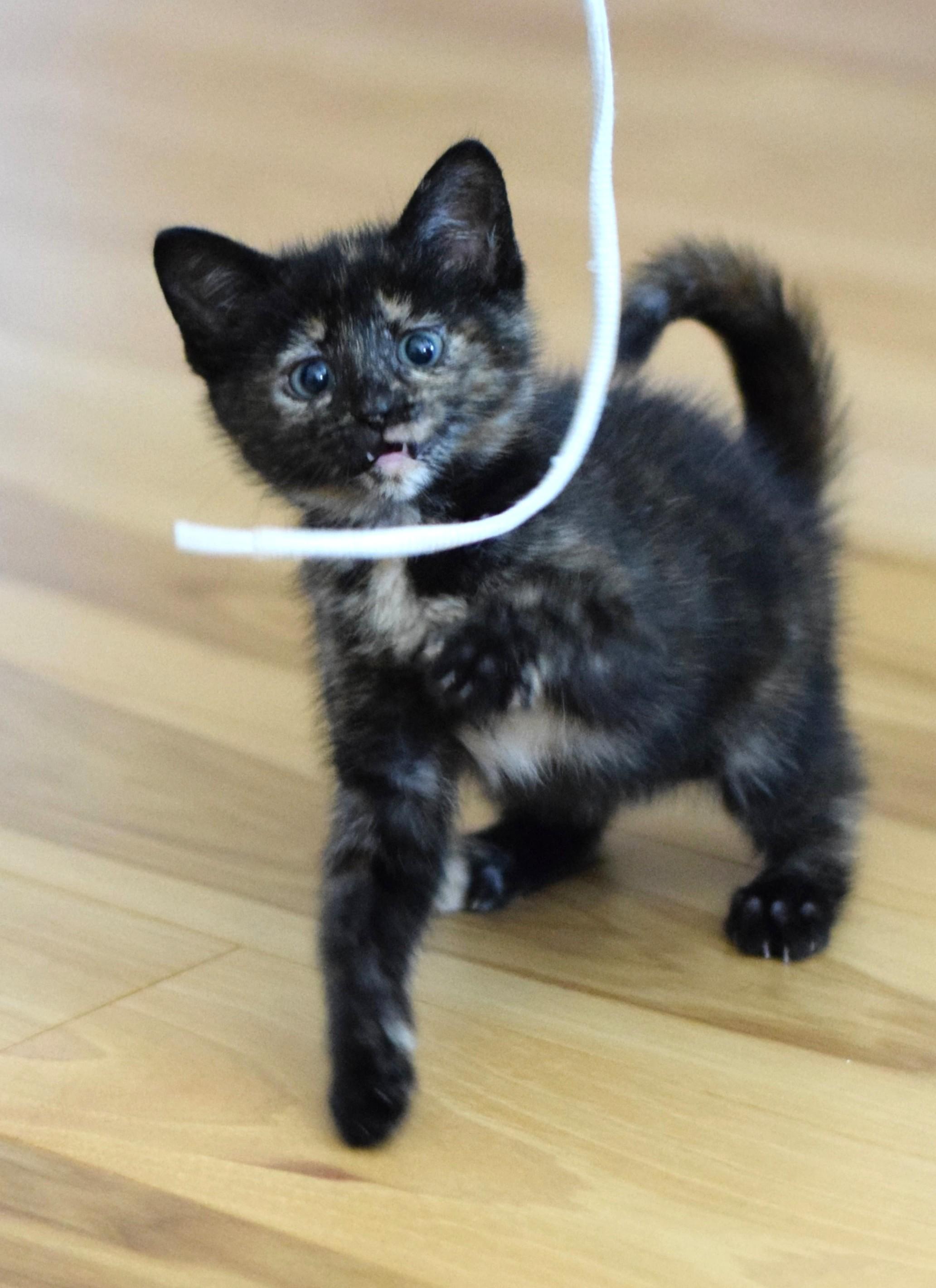 Enlarge Penny, a Adoptable Tortoiseshell in Mt Pleasant, SC image 6/6