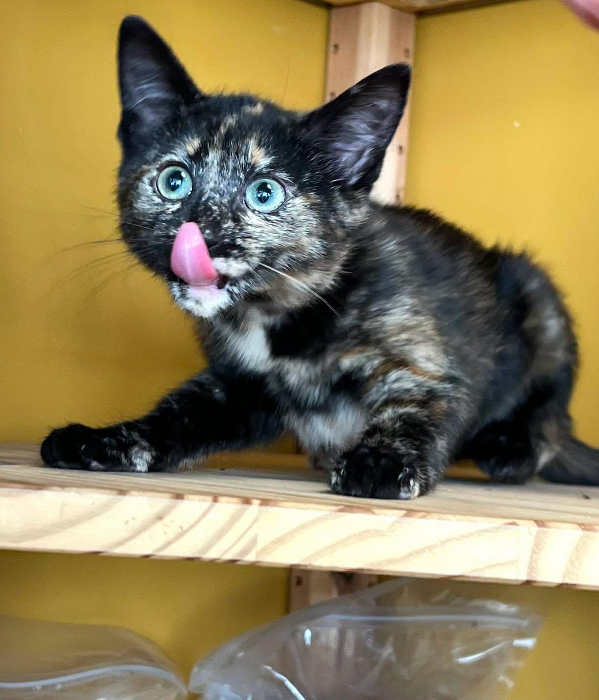 Enlarge Penny, an adoptable Tortoiseshell in Mt Pleasant, SC image 4/6