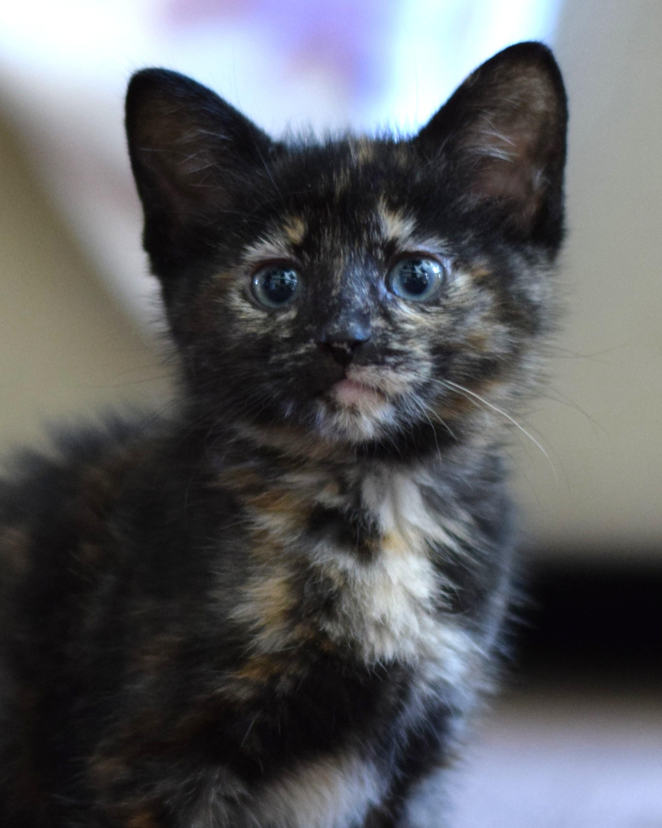 Enlarge Penny, a Adoptable Tortoiseshell in Mt Pleasant, SC image 3/6