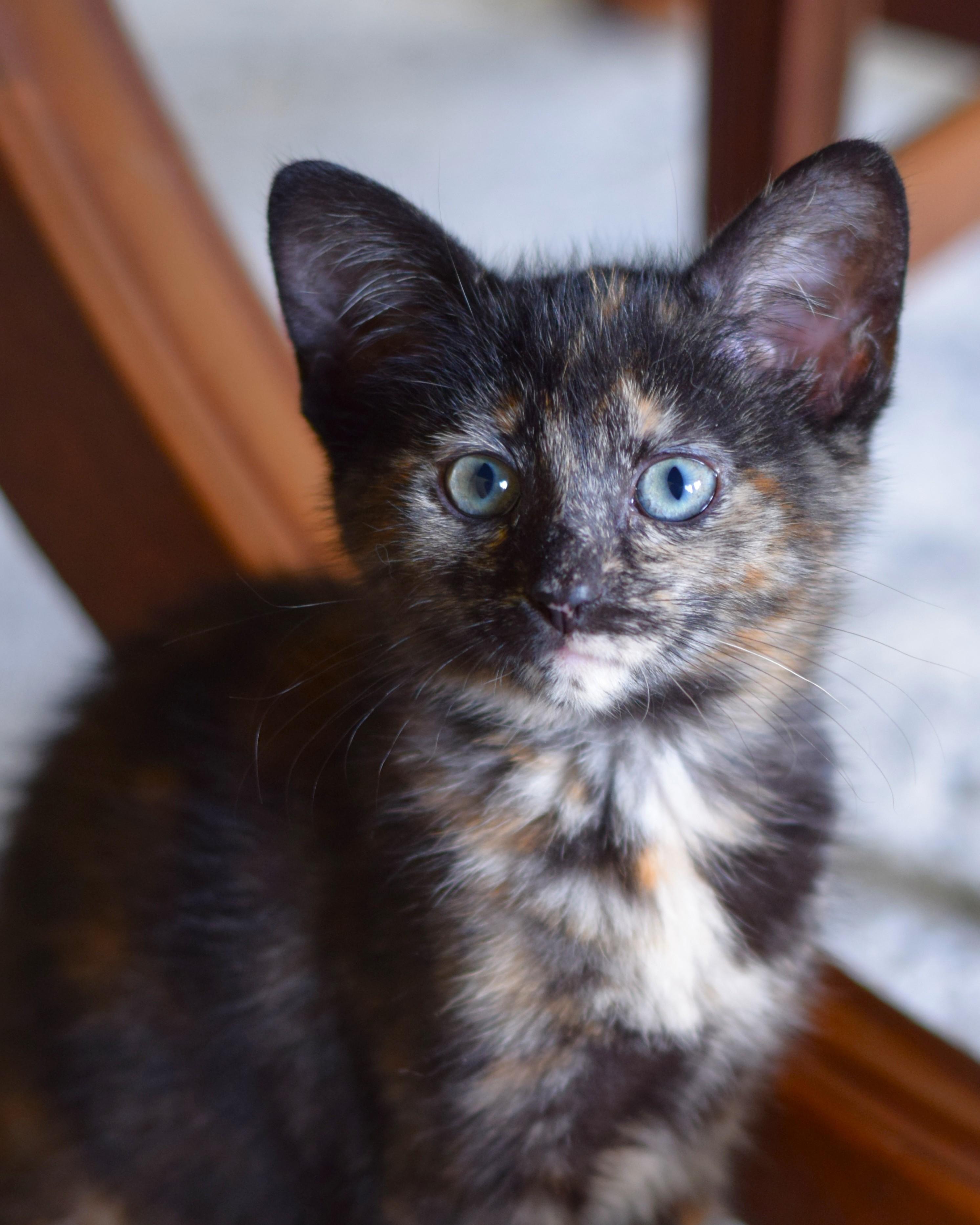 Penny, an adoptable Tortoiseshell in Mt Pleasant, SC image 3/6