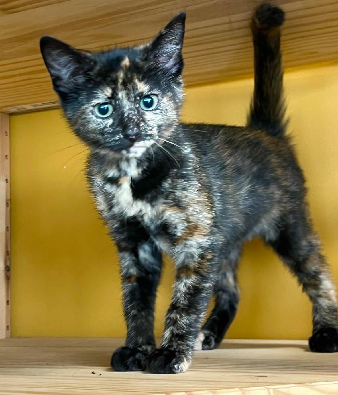 Penny, adoptable, Kitten Female Tortoiseshell.