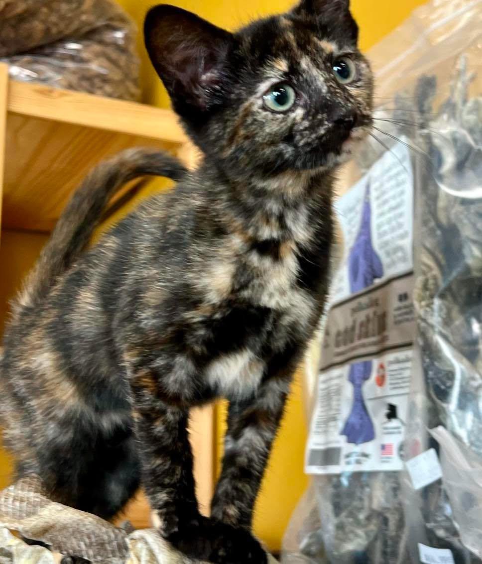 Enlarge Penny, an adoptable Tortoiseshell in Mt Pleasant, SC image 3/6