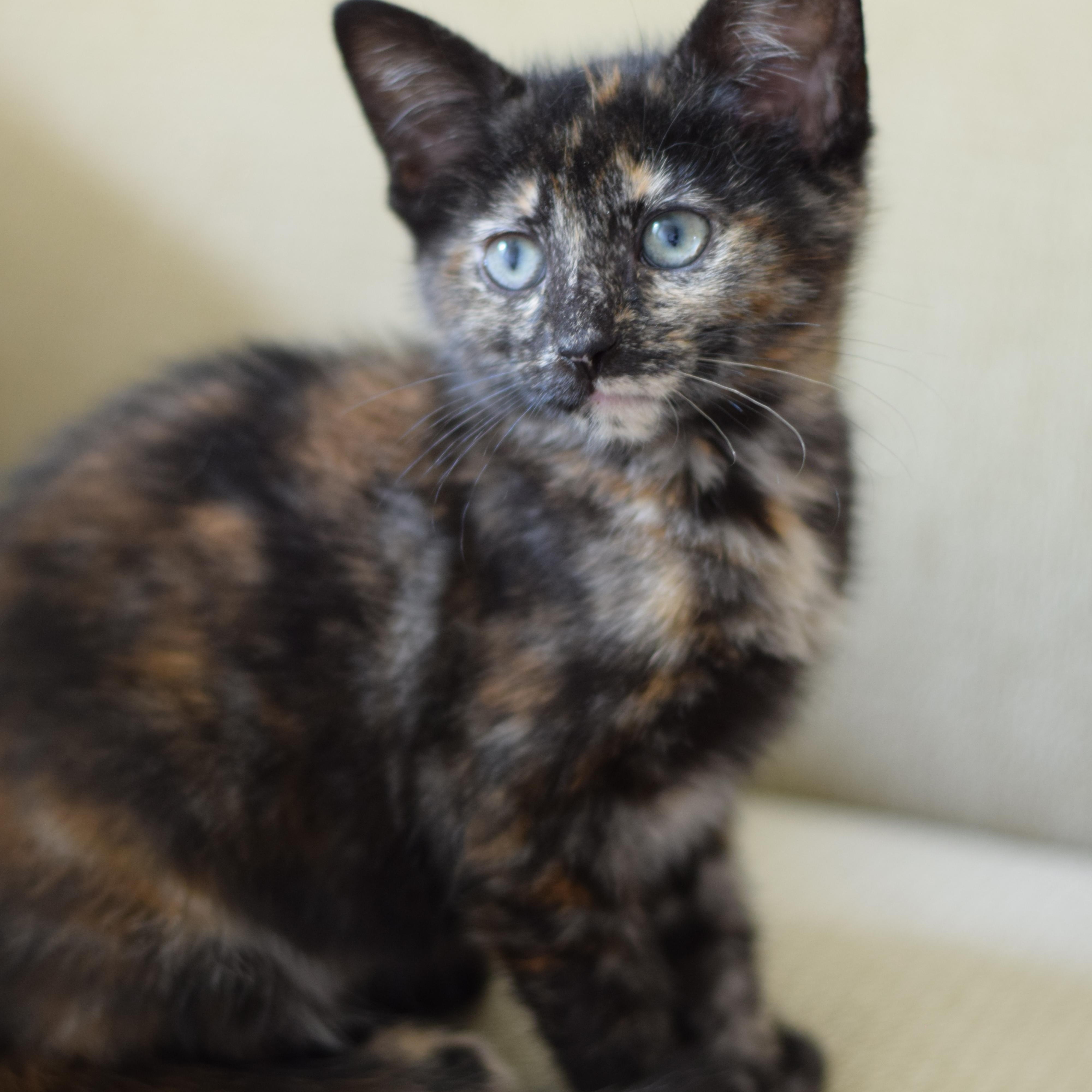 Penny, adoptable, Kitten Female Tortoiseshell.