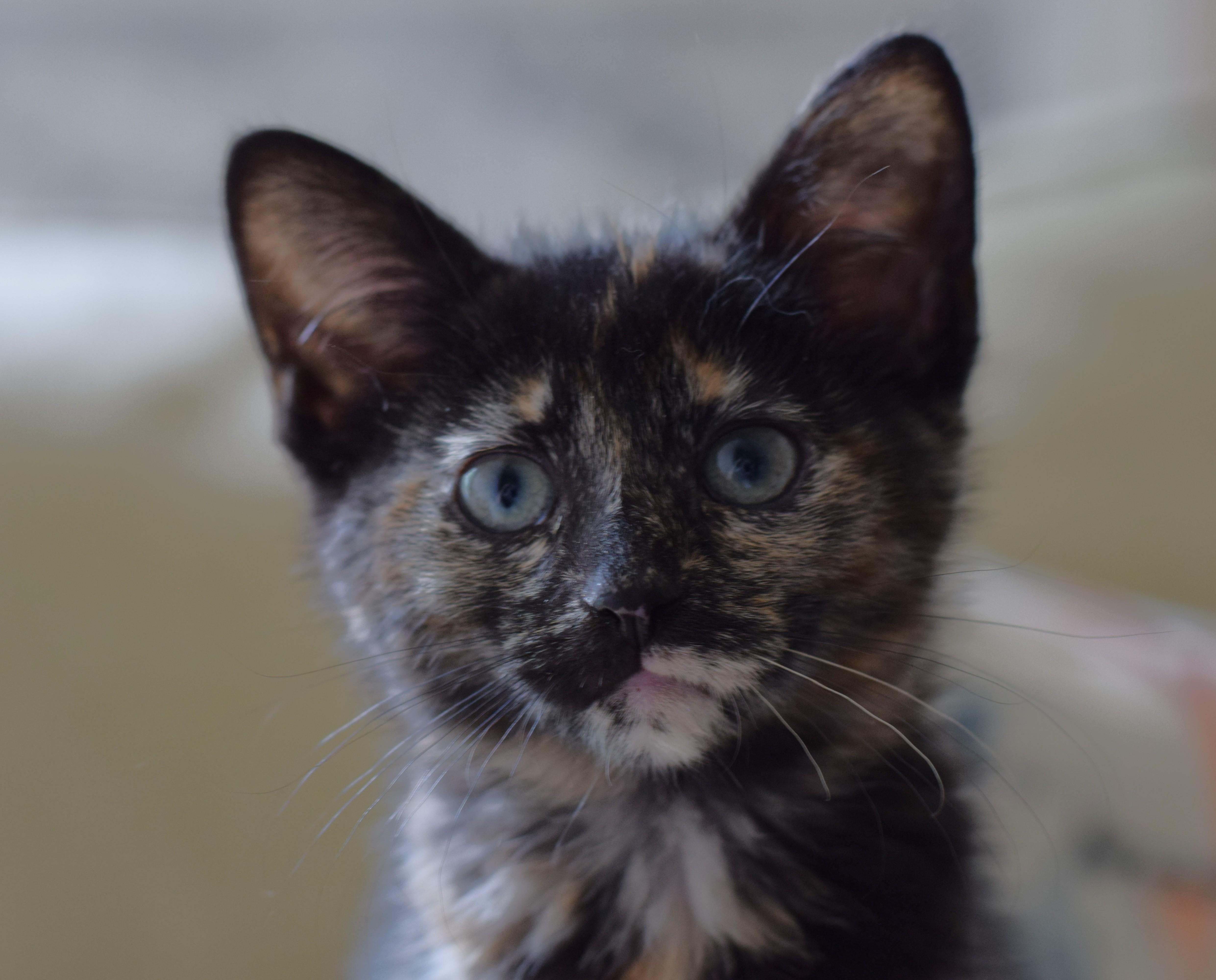 Penny, an adoptable Tortoiseshell in Mt Pleasant, SC image 4/6