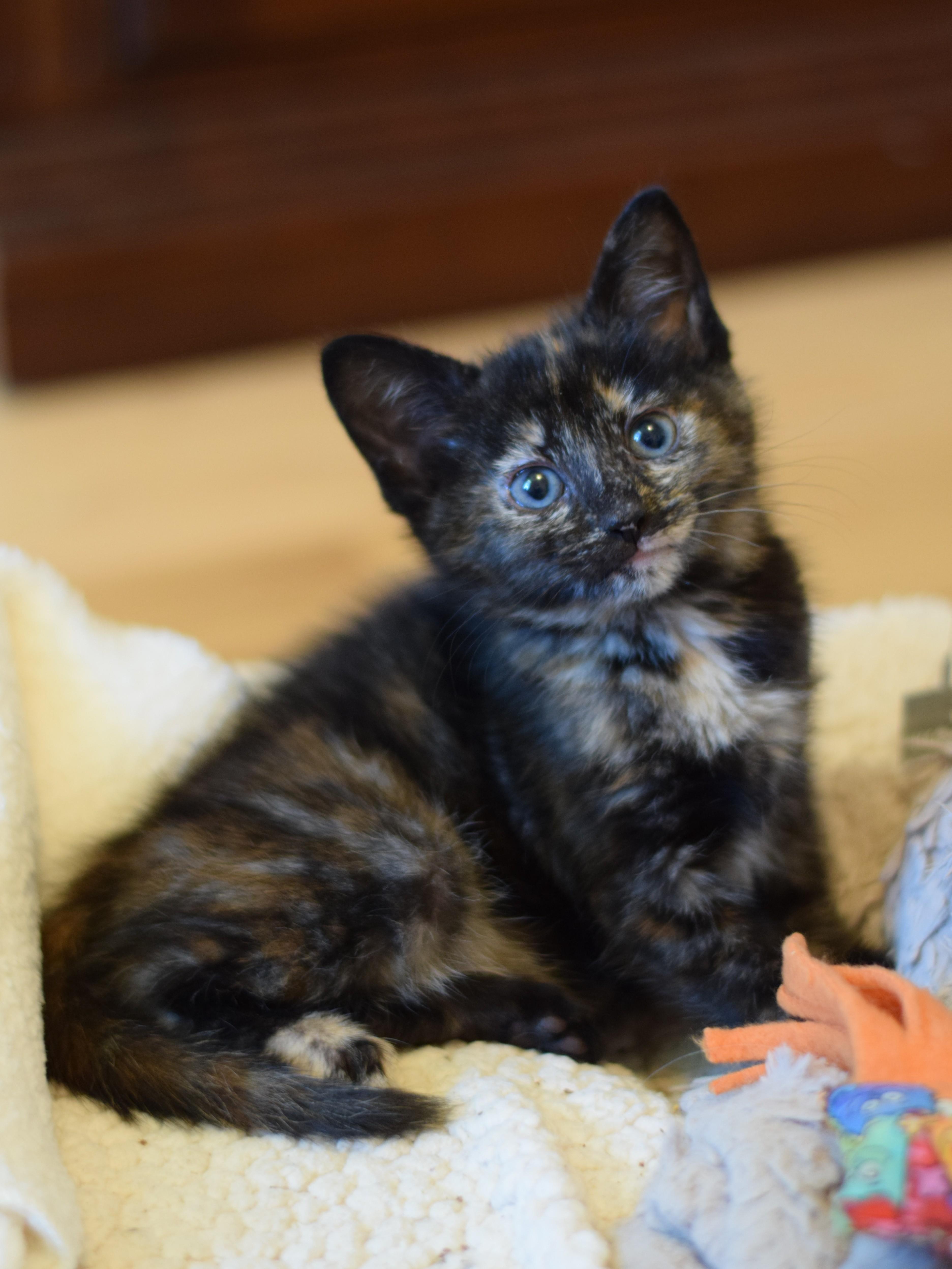 Enlarge Penny, a Adoptable Tortoiseshell in Mt Pleasant, SC image 4/6