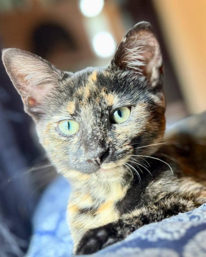 Enlarge Penny, an adoptable Tortoiseshell in Mt Pleasant, SC image 1/6