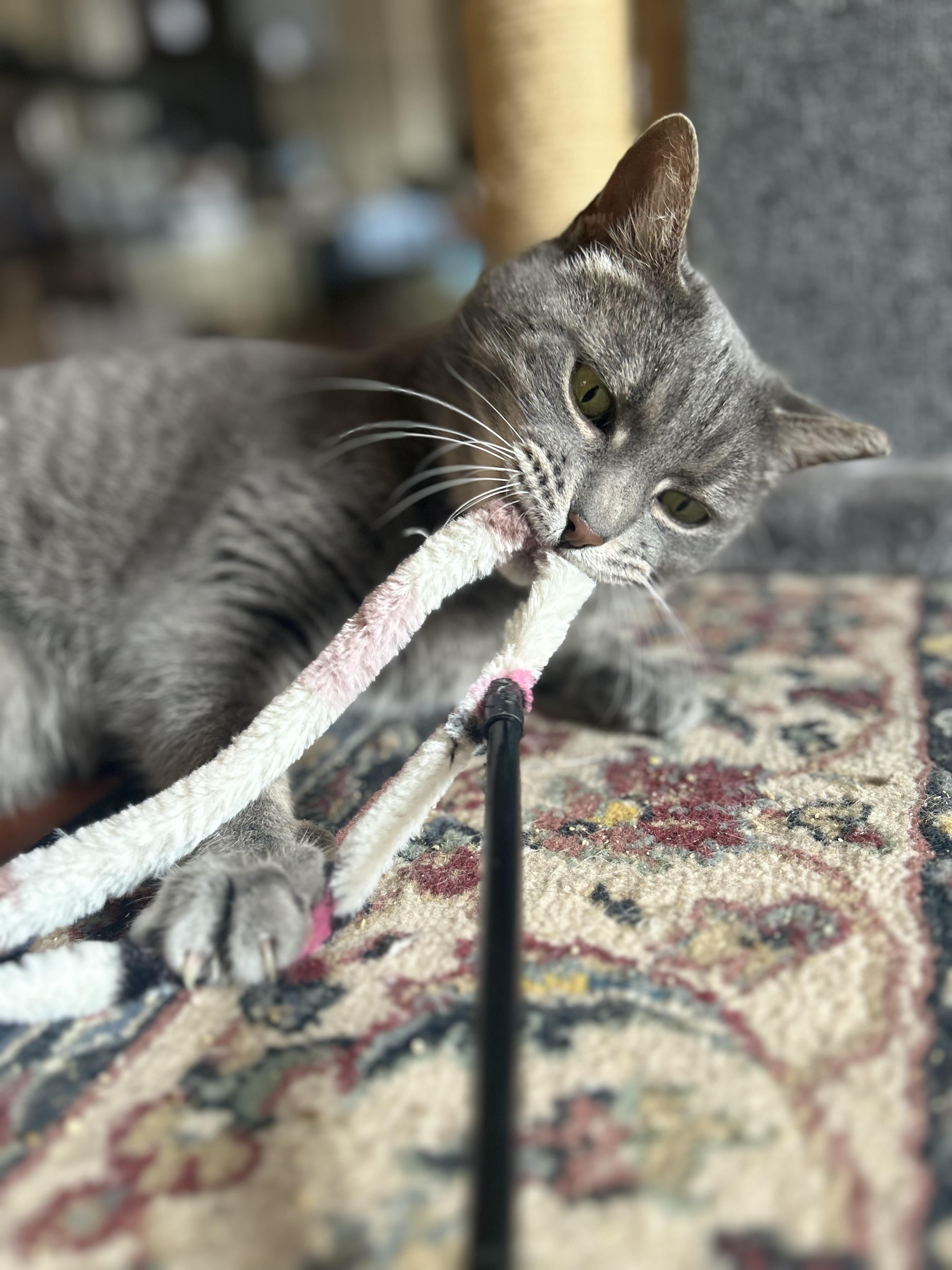 Enlarge Pepper (sassy / chatty / funny), a ADOPTABLE mixed breed in San Jose, CA image 3/6