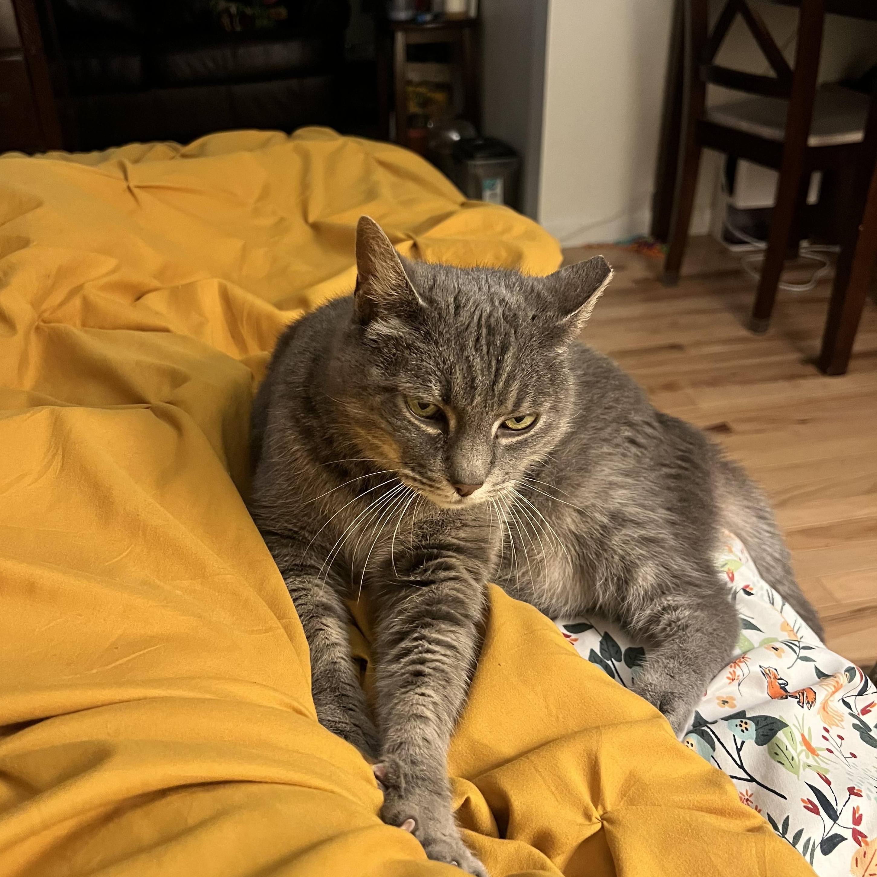 Enlarge Pepper (sassy / chatty / funny), a ADOPTABLE mixed breed in San Jose, CA image 6/6