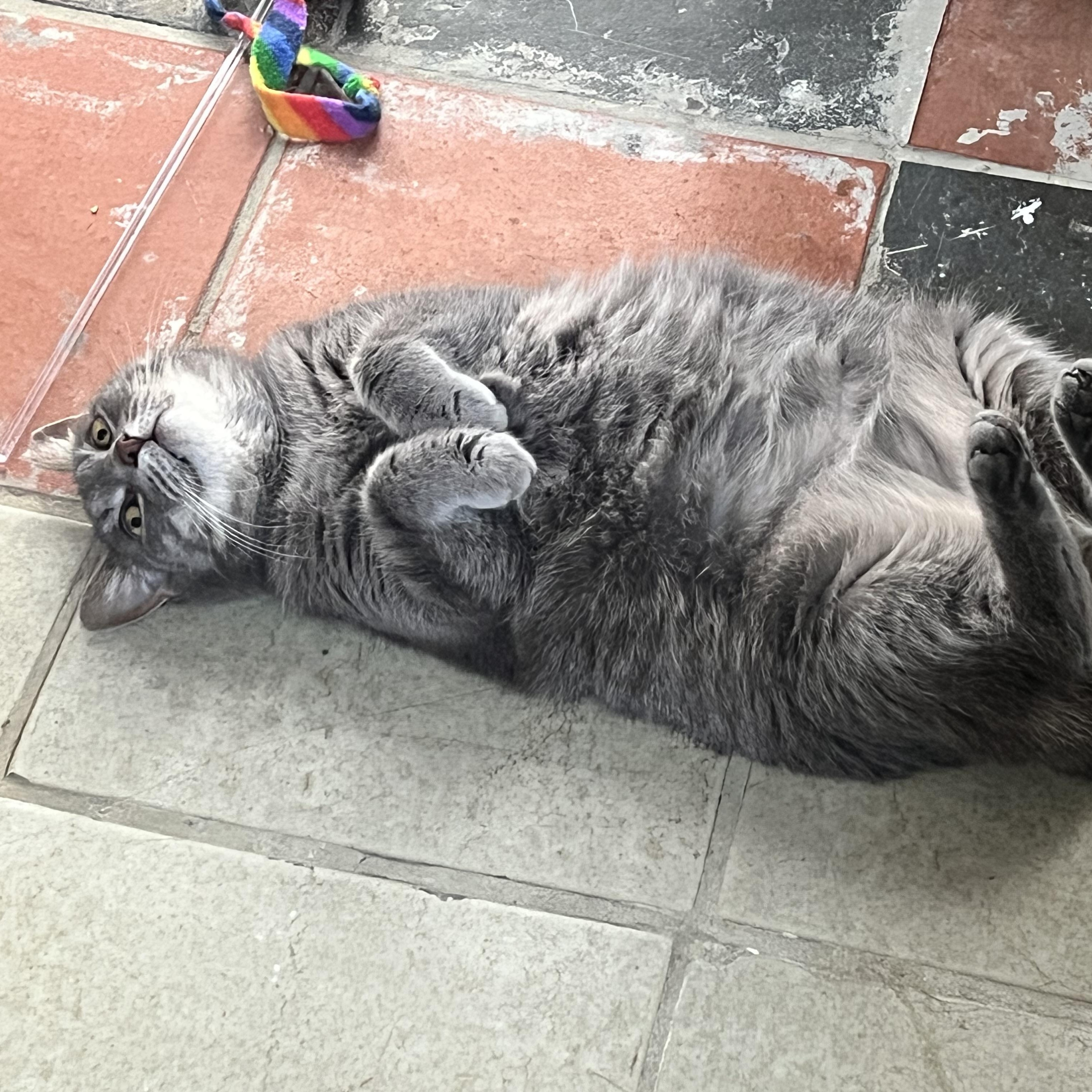 Enlarge Pepper (sassy / chatty / funny), a ADOPTABLE mixed breed in San Jose, CA image 4/6