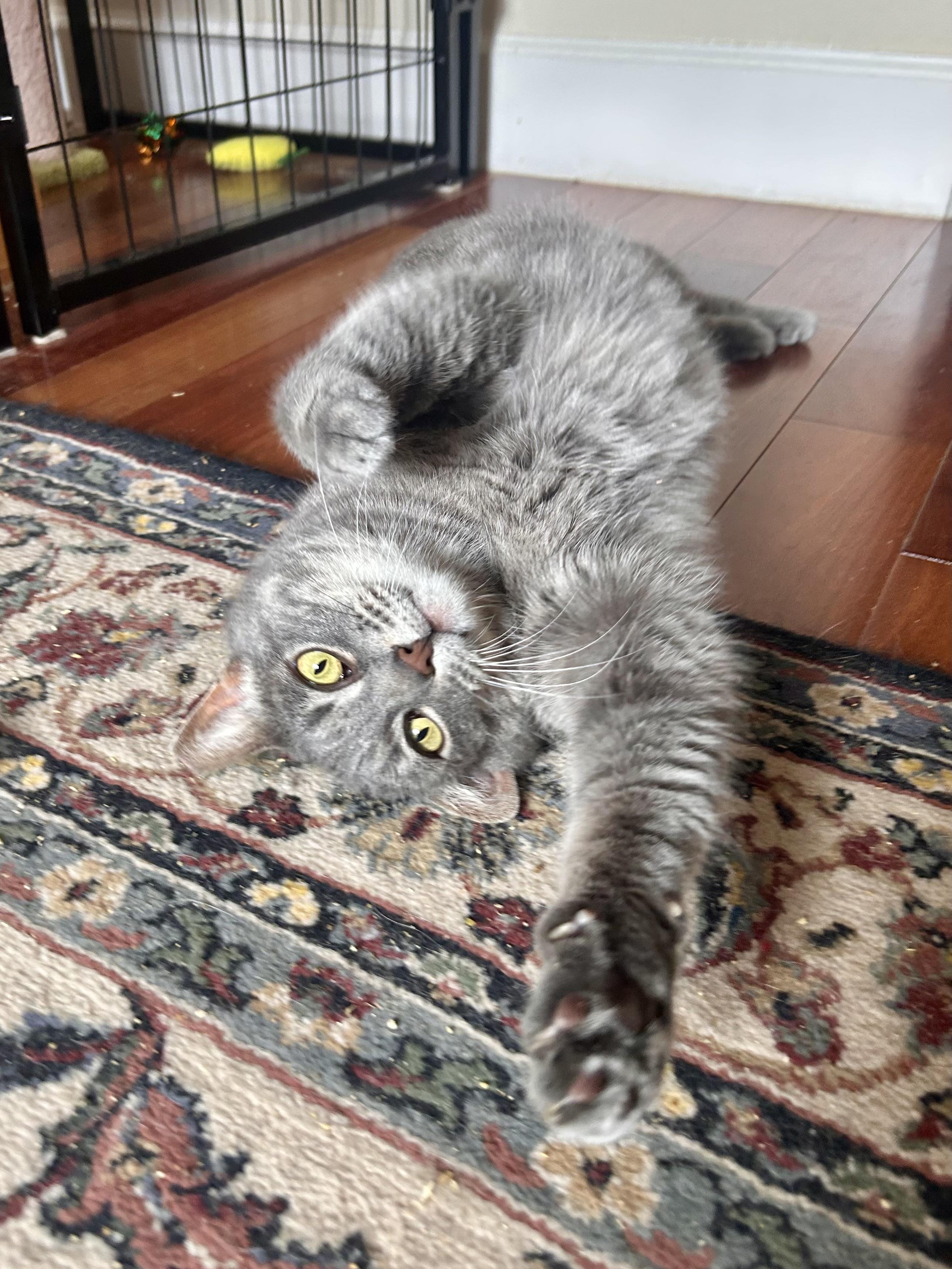 Enlarge Pepper (sassy / chatty / funny), a ADOPTABLE mixed breed in San Jose, CA image 1/6