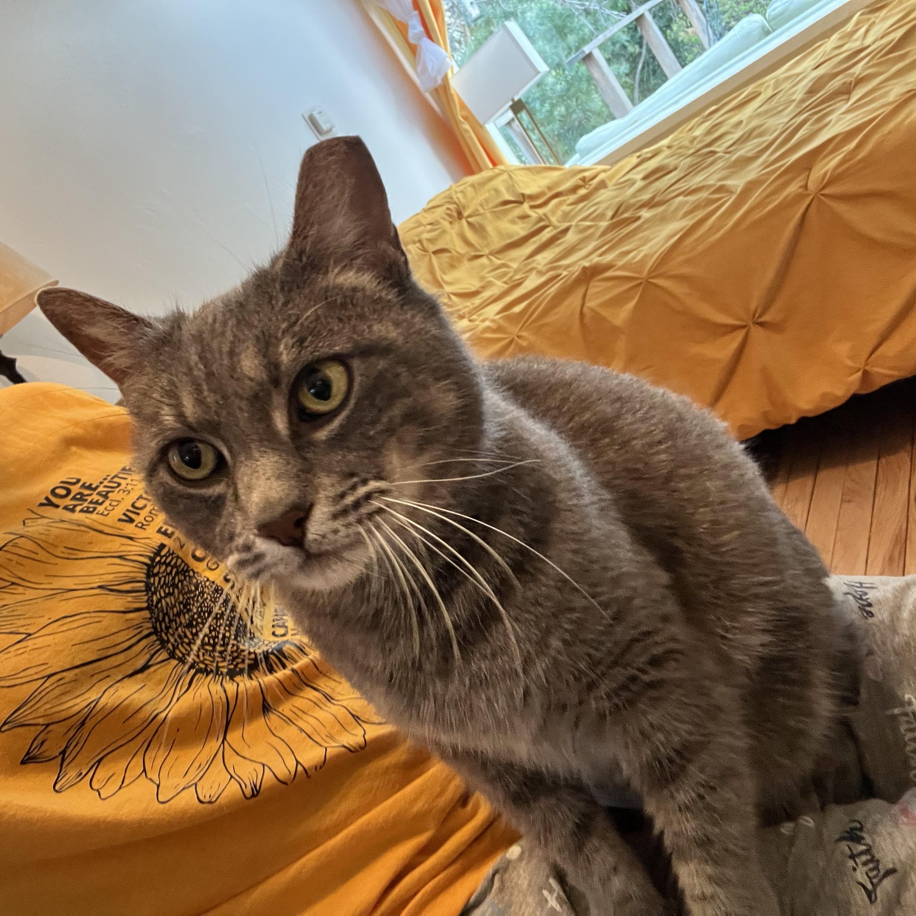 Enlarge Pepper (sassy / chatty / funny), a ADOPTABLE mixed breed in San Jose, CA image 5/6