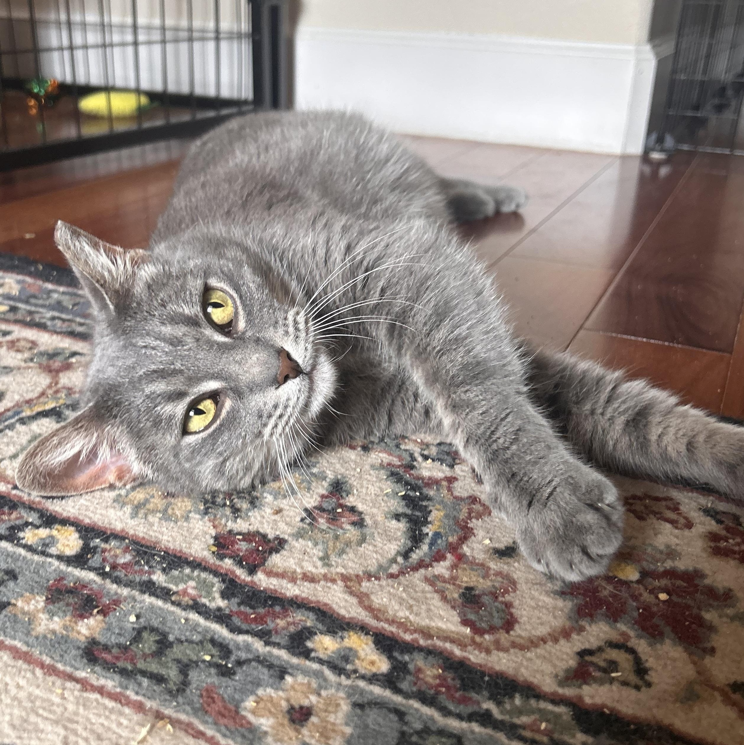 Enlarge Pepper (sassy / chatty / funny), a ADOPTABLE mixed breed in San Jose, CA image 2/6