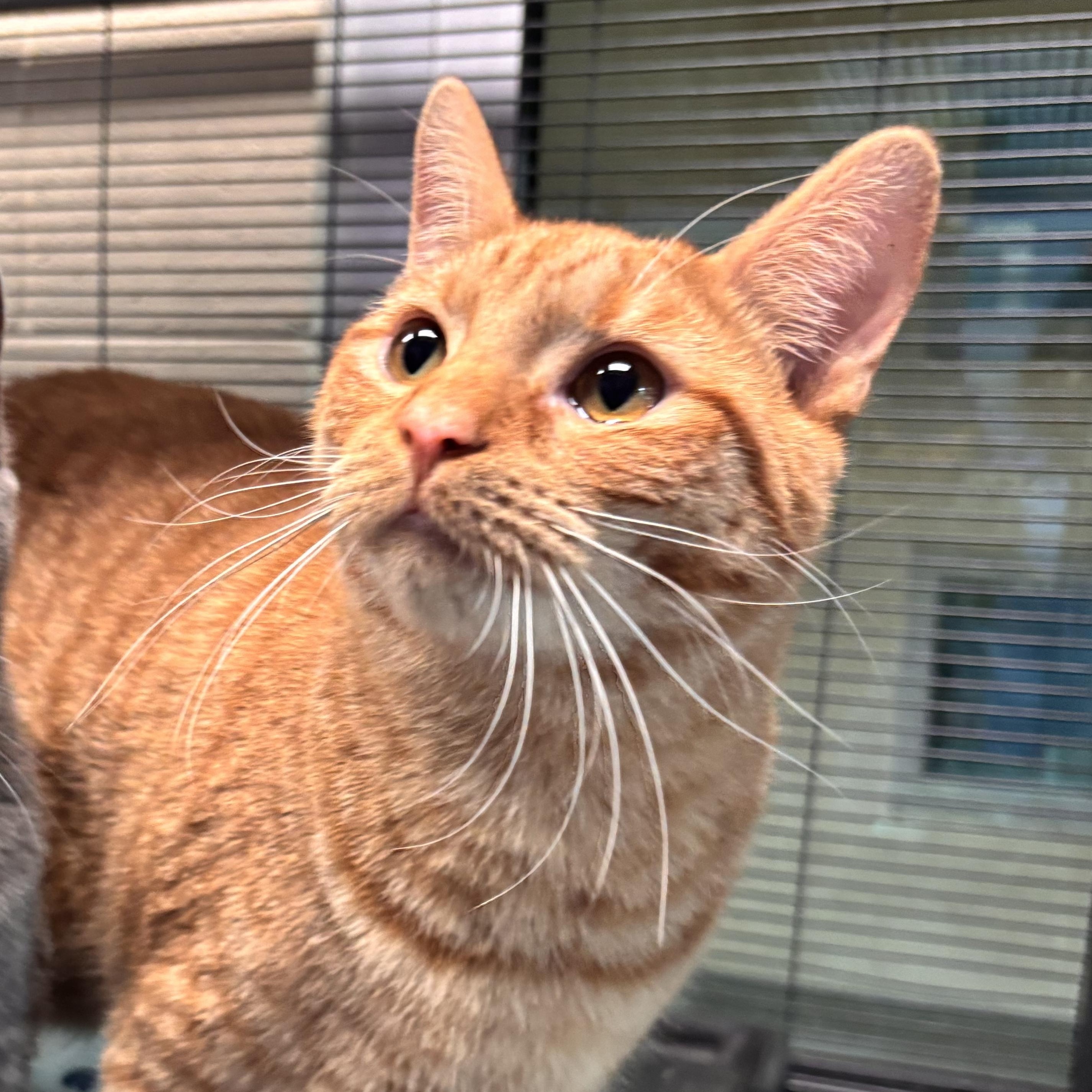 Saturn, Adoptable, Young Male Domestic Short Hair.