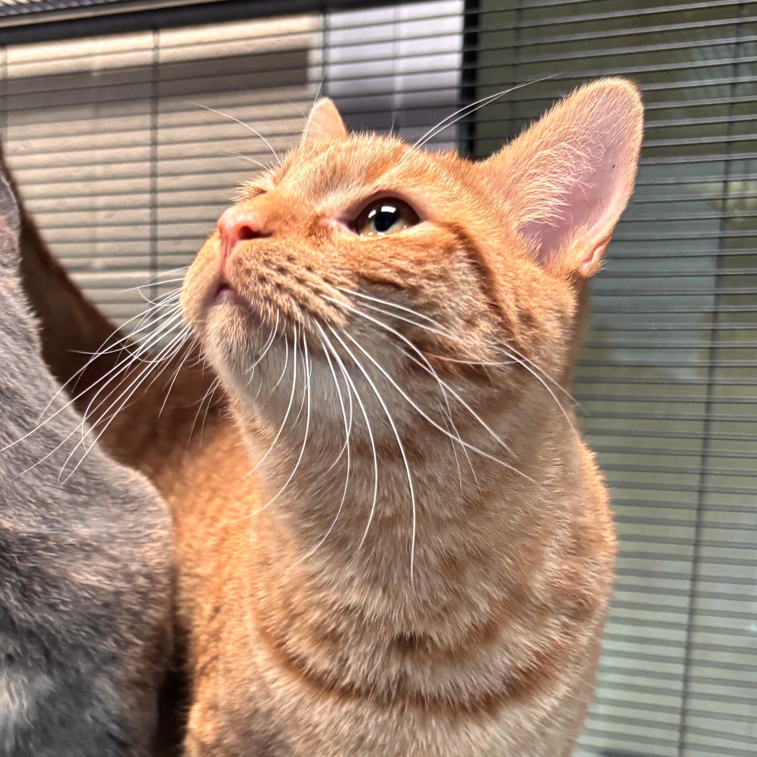 Enlarge Saturn, a Adoptable Domestic Short Hair in Charleston, SC image 2/2