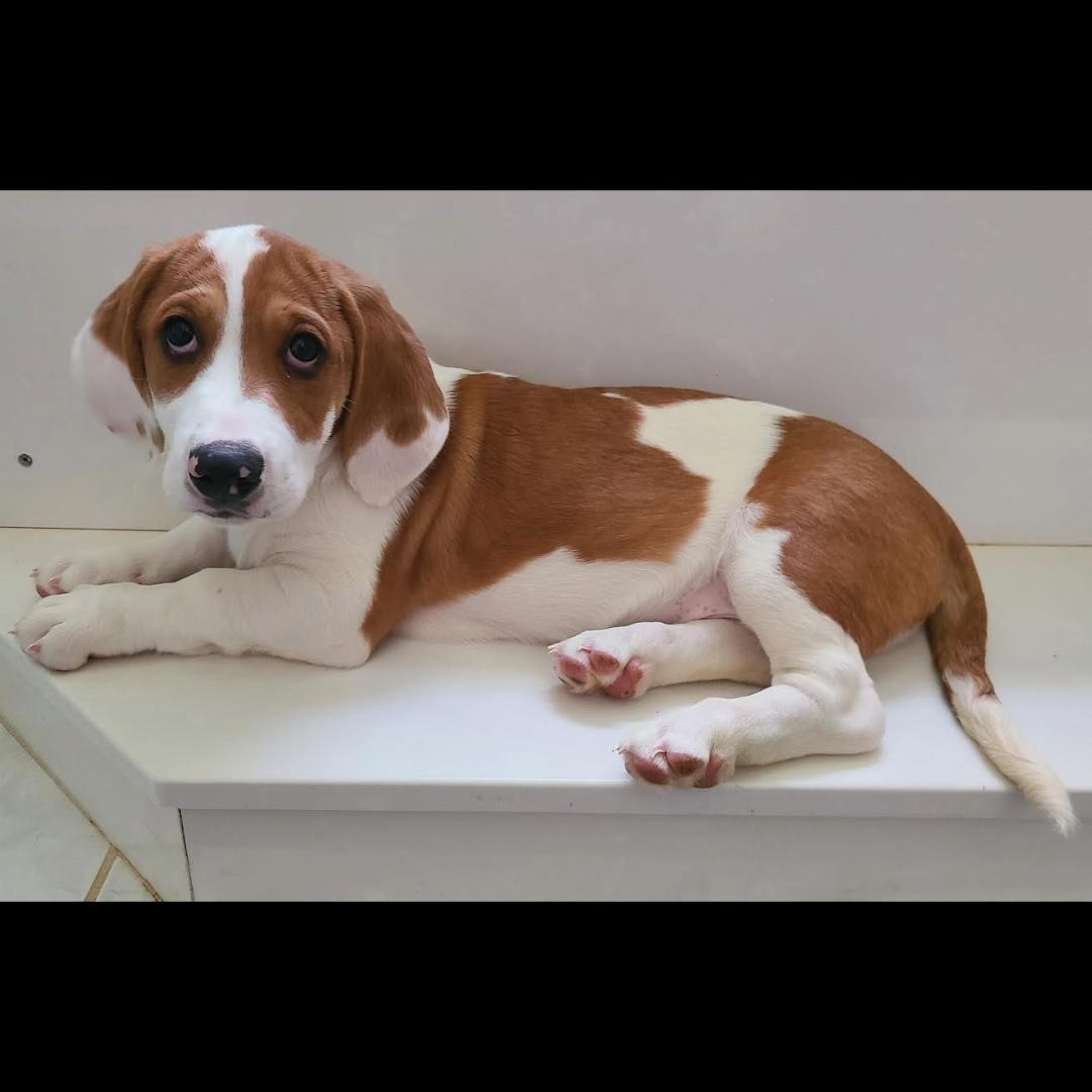 Saguaro, a Adoptable mixed breed in Midlothian, VA image 2/6