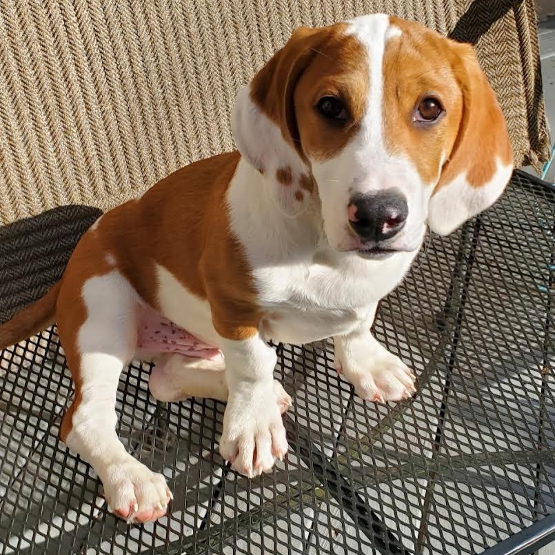 Saguaro, Adoptable, Puppy Male Basset Hound.