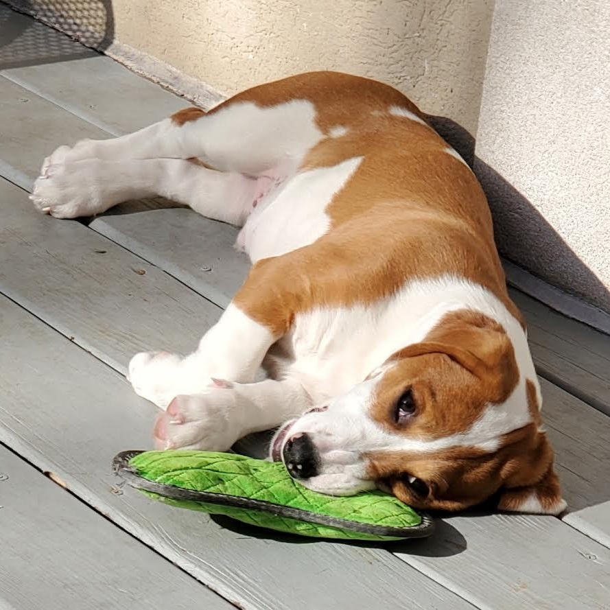 Saguaro, a Adoptable mixed breed in Midlothian, VA image 6/6