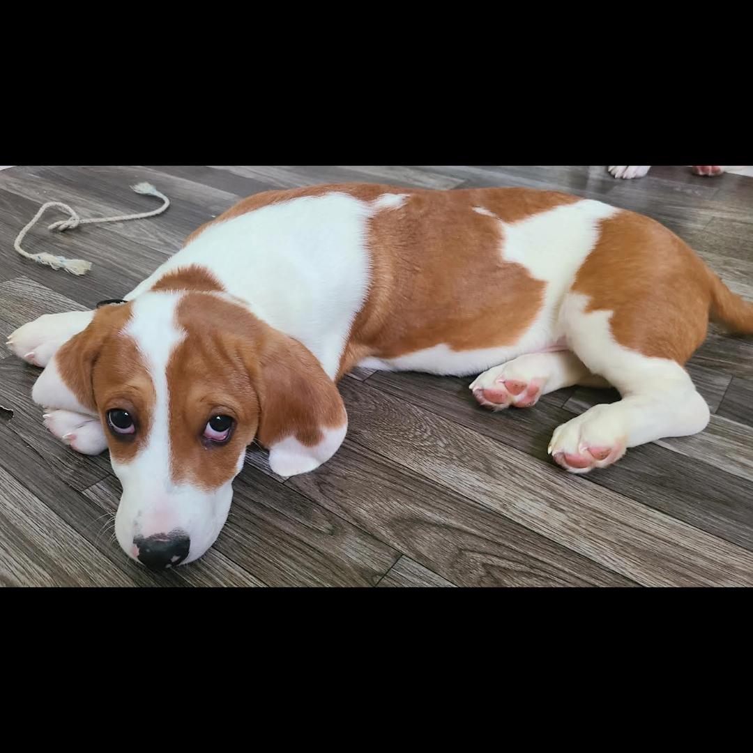 Saguaro, a Adoptable mixed breed in Midlothian, VA image 5/6