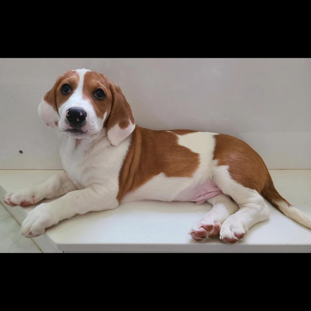 Saguaro, a Adoptable mixed breed in Midlothian, VA image 4/6