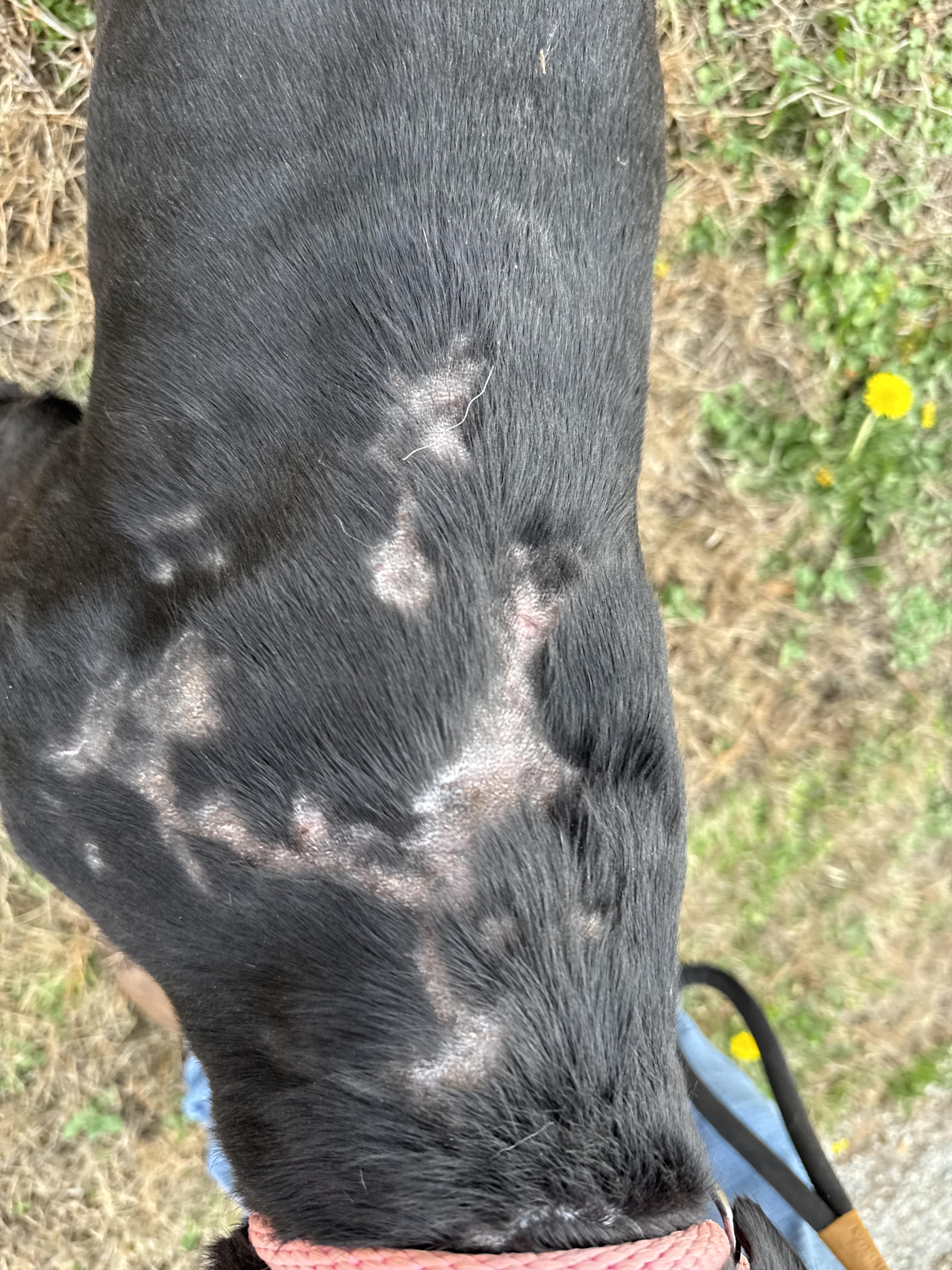 Enlarge BRIDGETT, an adopted mixed breed in Newborn, GA image 3/3