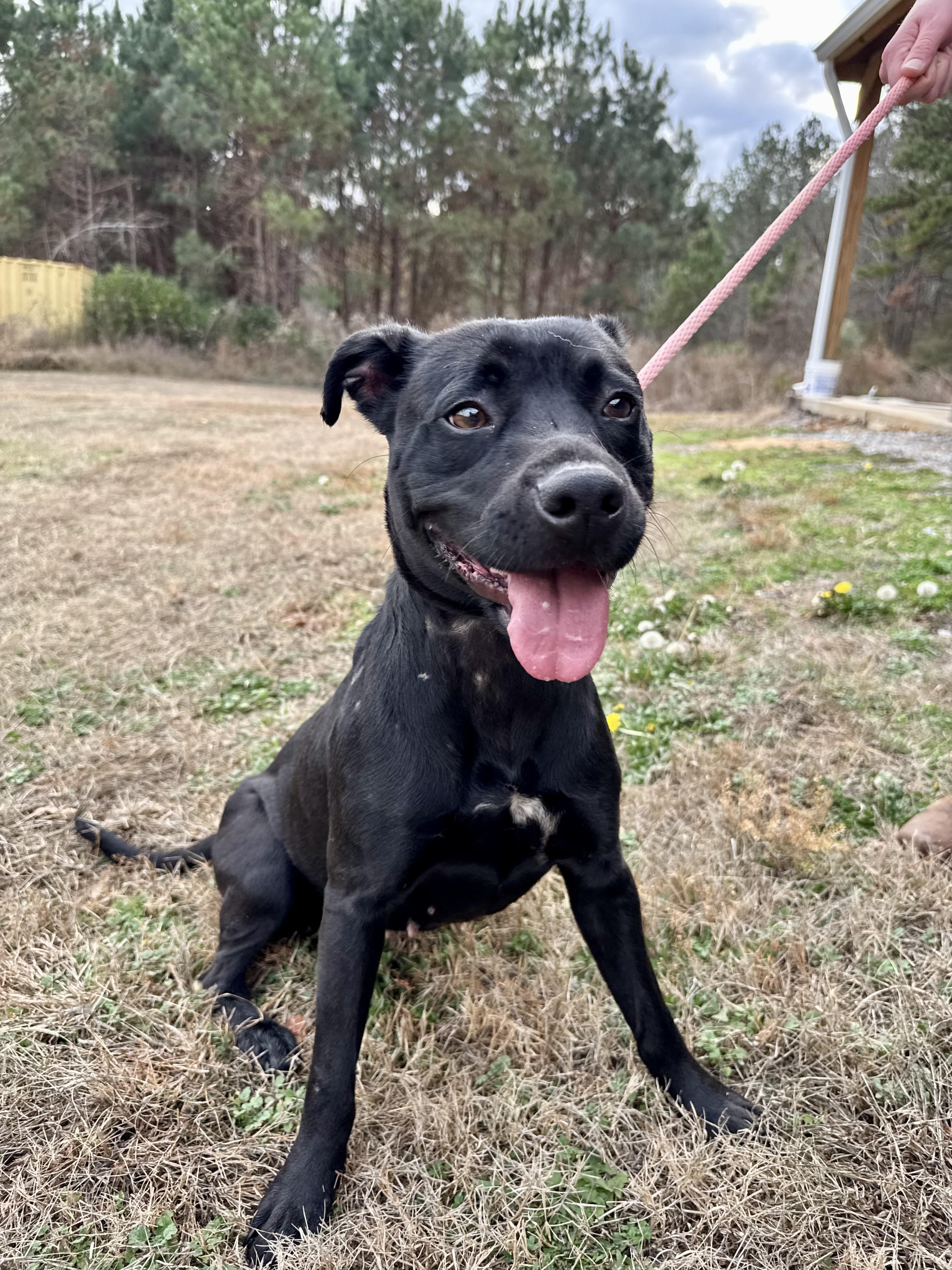 BRIDGETT, adopted, Young Female Staffordshire Bull Terrier.