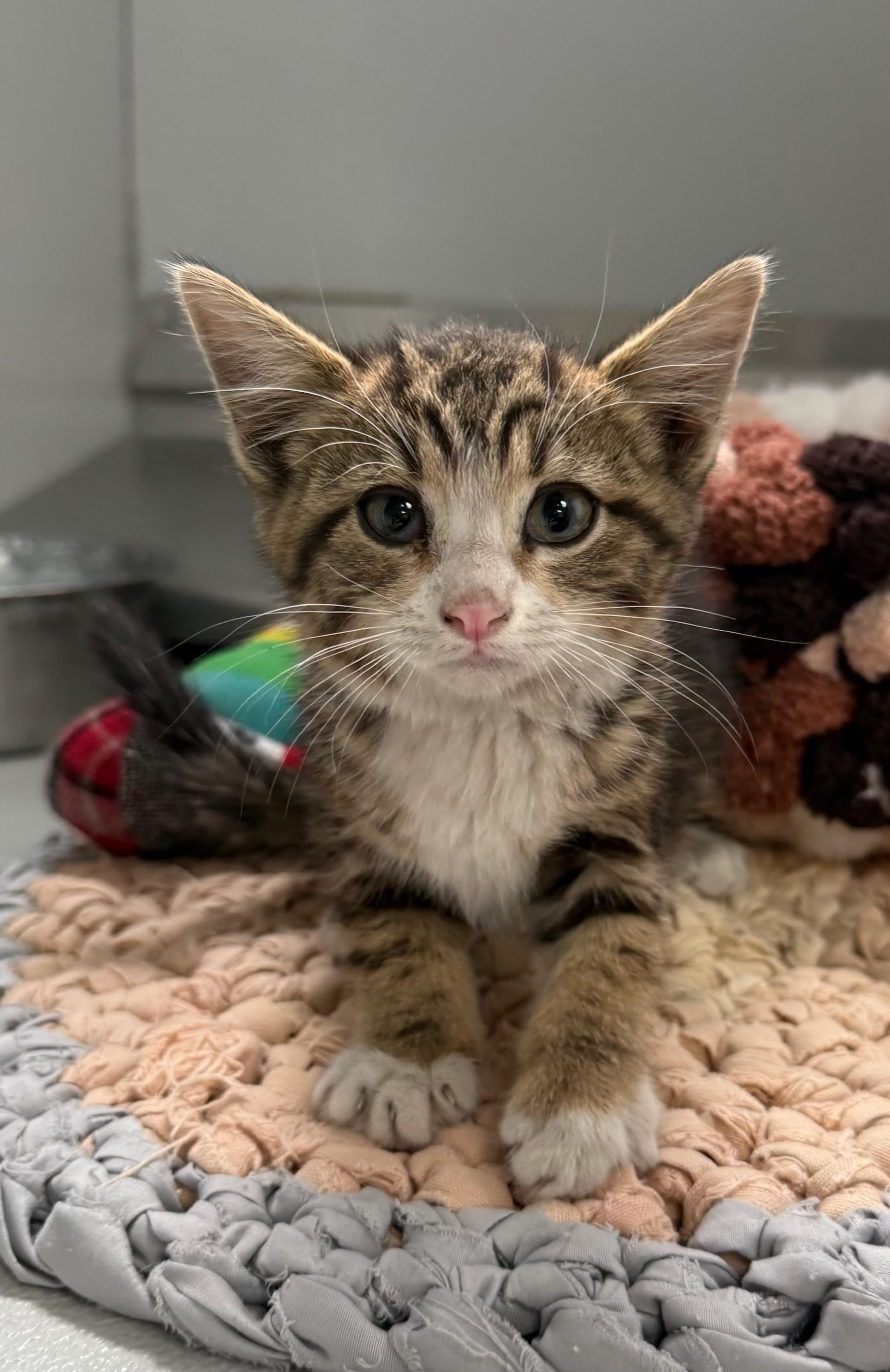61631154, ADOPTABLE, Young Female Domestic Short Hair.