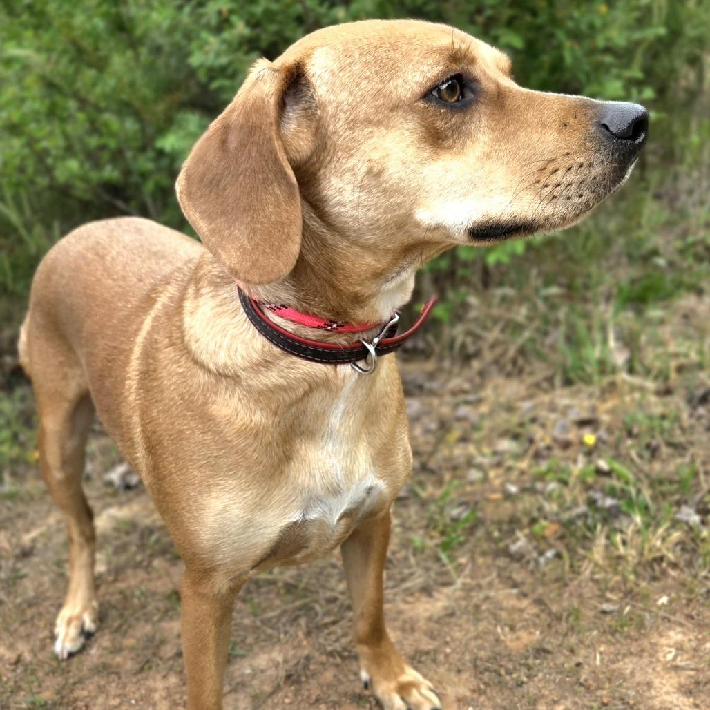 Enlarge Remy, a Adoptable mixed breed in Franklin, NC image 1/5