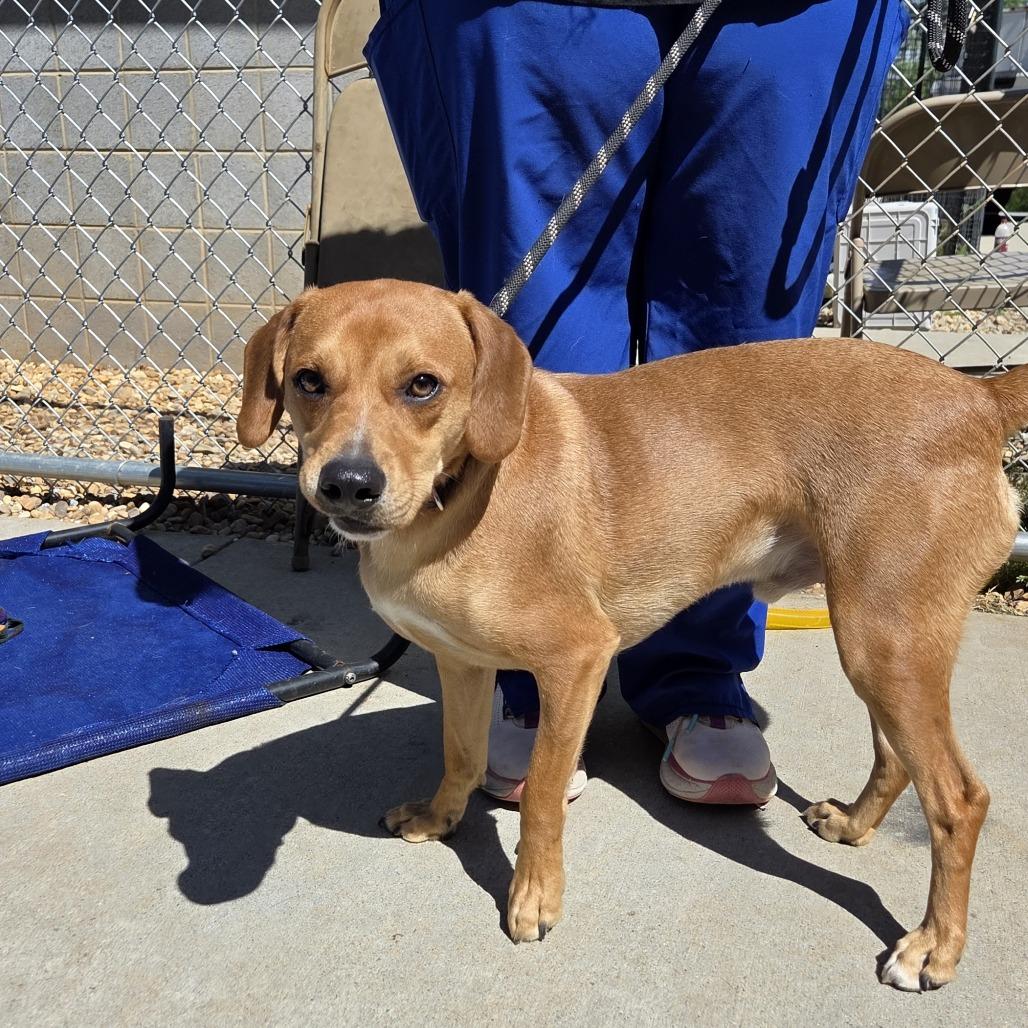 Enlarge Remy, a Adoptable mixed breed in Franklin, NC image 2/5