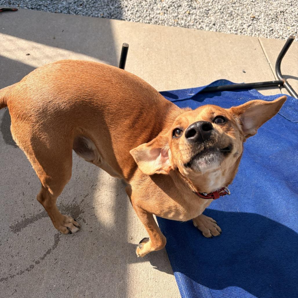 Enlarge Remy, a Adoptable mixed breed in Franklin, NC image 3/5