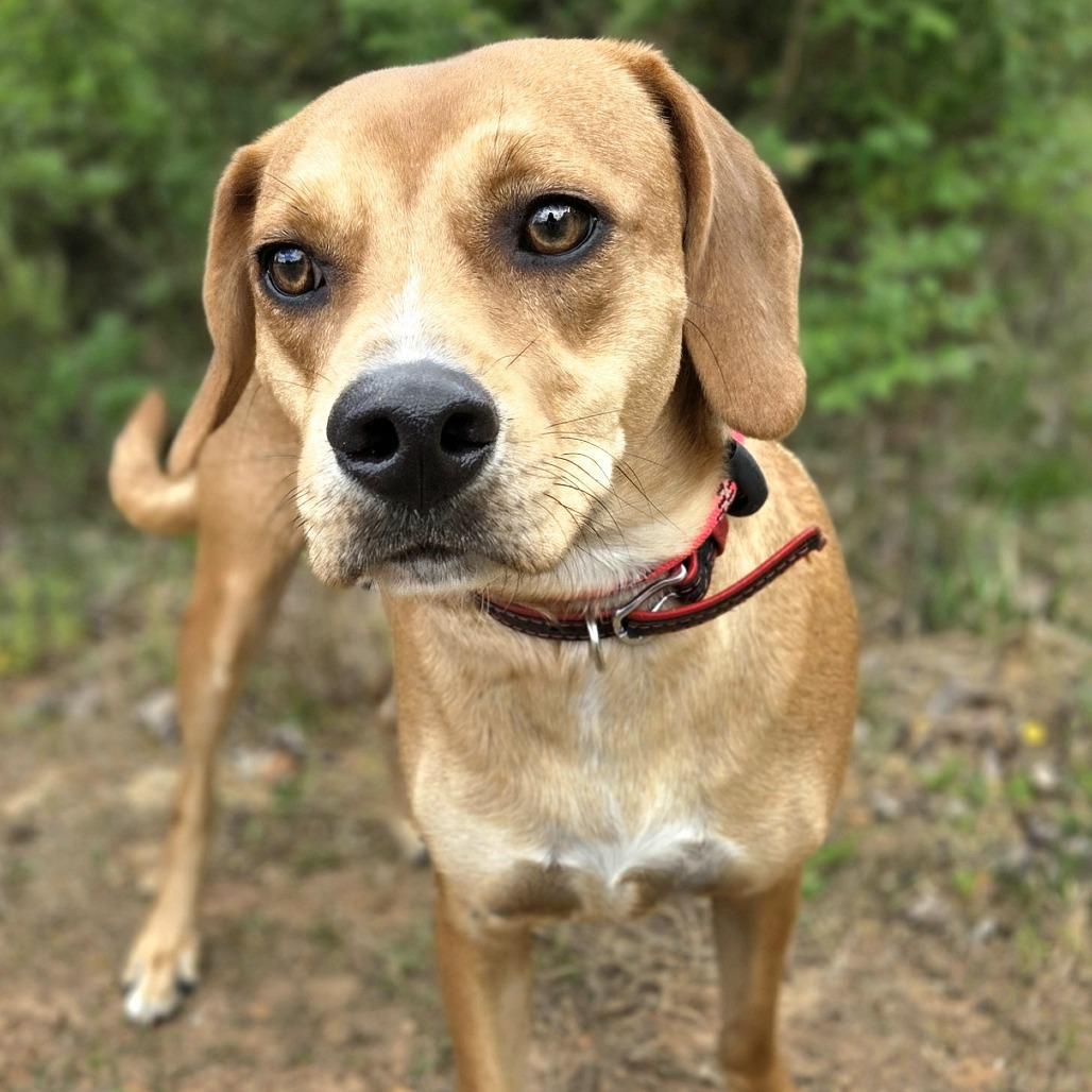Enlarge Remy, a Adoptable mixed breed in Franklin, NC image 4/5