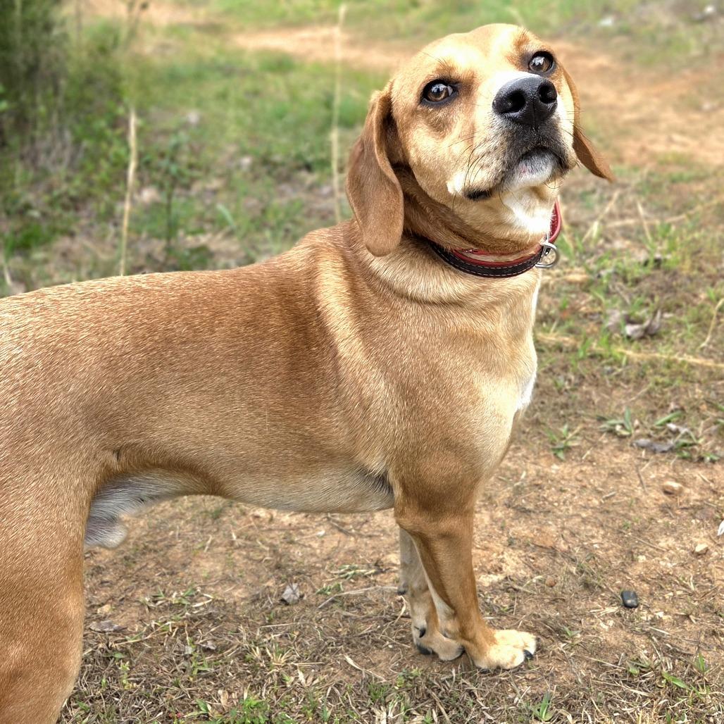 Enlarge Remy, a Adoptable mixed breed in Franklin, NC image 5/5