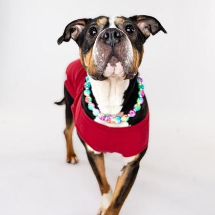 Enlarge Lea, a Adoptable mixed breed in Westland, MI image 1/3
