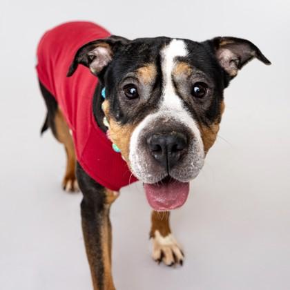 Enlarge Lea, a Adoptable mixed breed in Westland, MI image 2/3