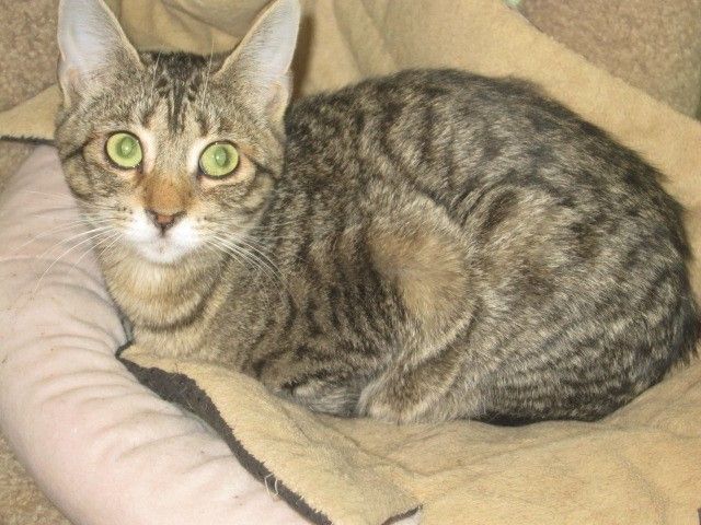 Tiggerella (F), a Adoptable mixed breed in Prescott, AZ image 2/5