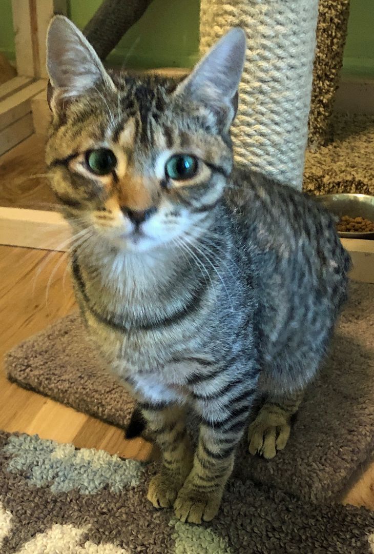 Tiggerella (F), a Adoptable mixed breed in Prescott, AZ image 3/5