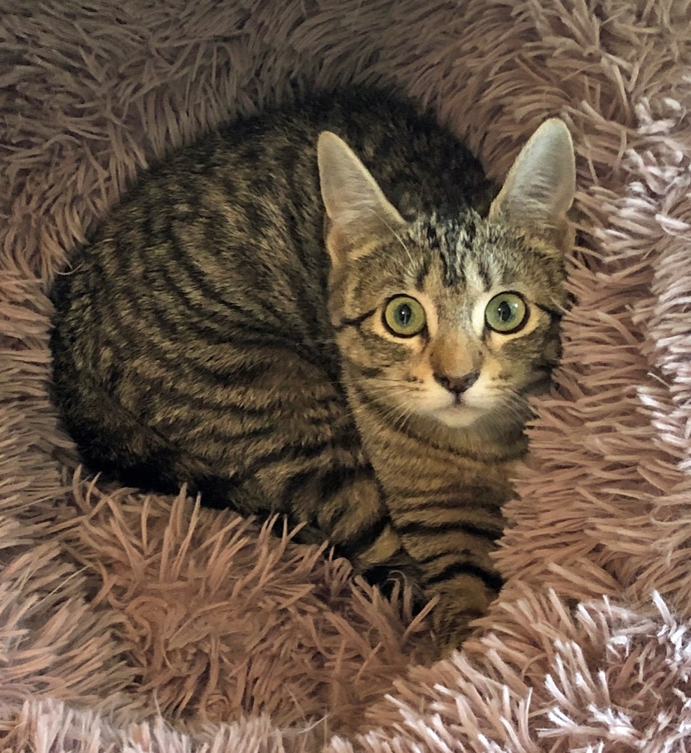 Tiggerella (F), a Adoptable mixed breed in Prescott, AZ image 1/5