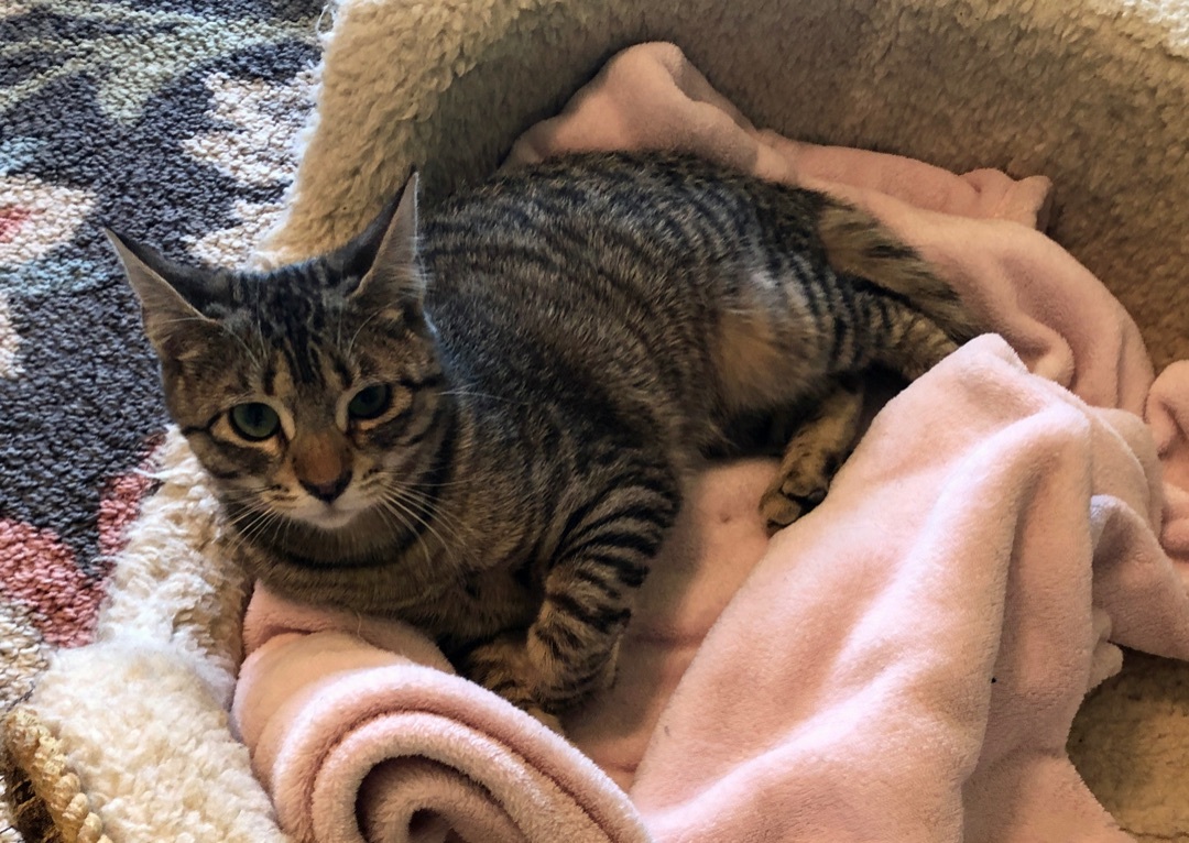 Tiggerella (F), a Adoptable mixed breed in Prescott, AZ image 4/5